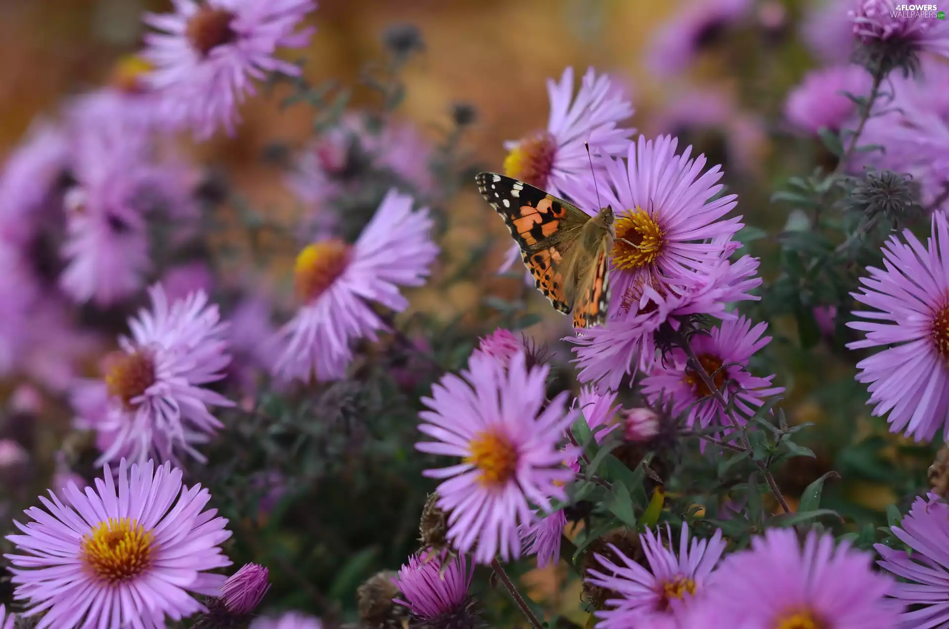 Flowers, butterfly, Painted Lady, Aster