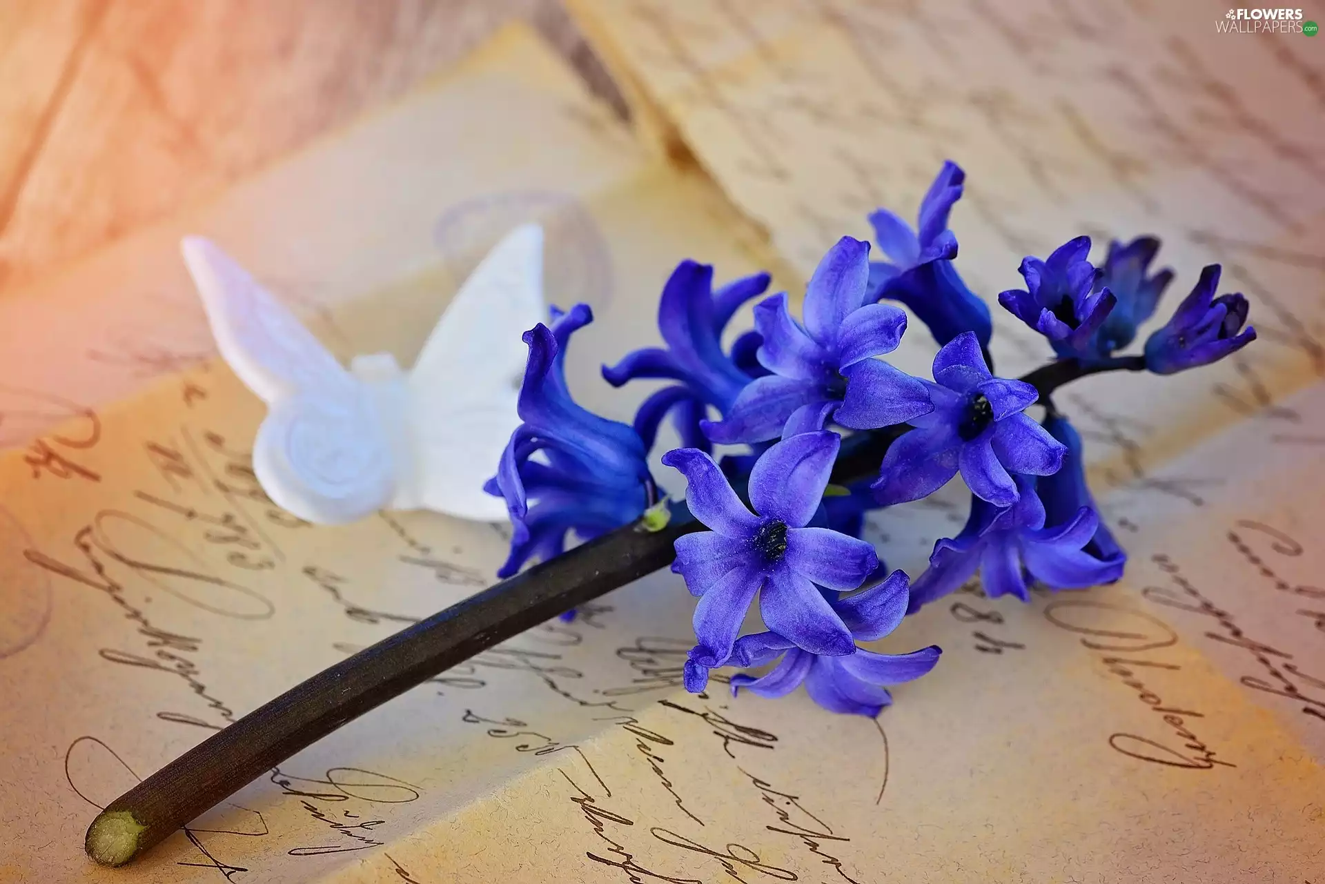 card, hyacinth, letter, butterfly, writing, paper