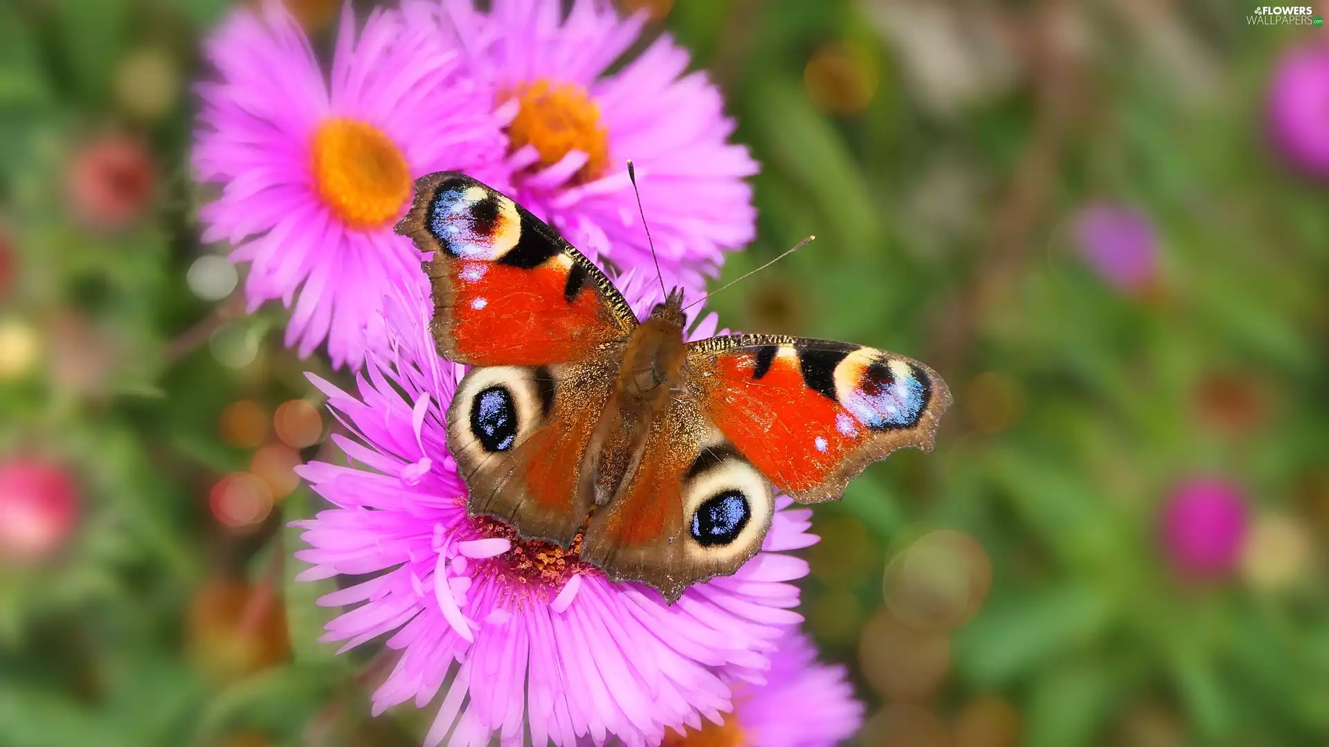 Peacock, Pink, Astra, butterfly