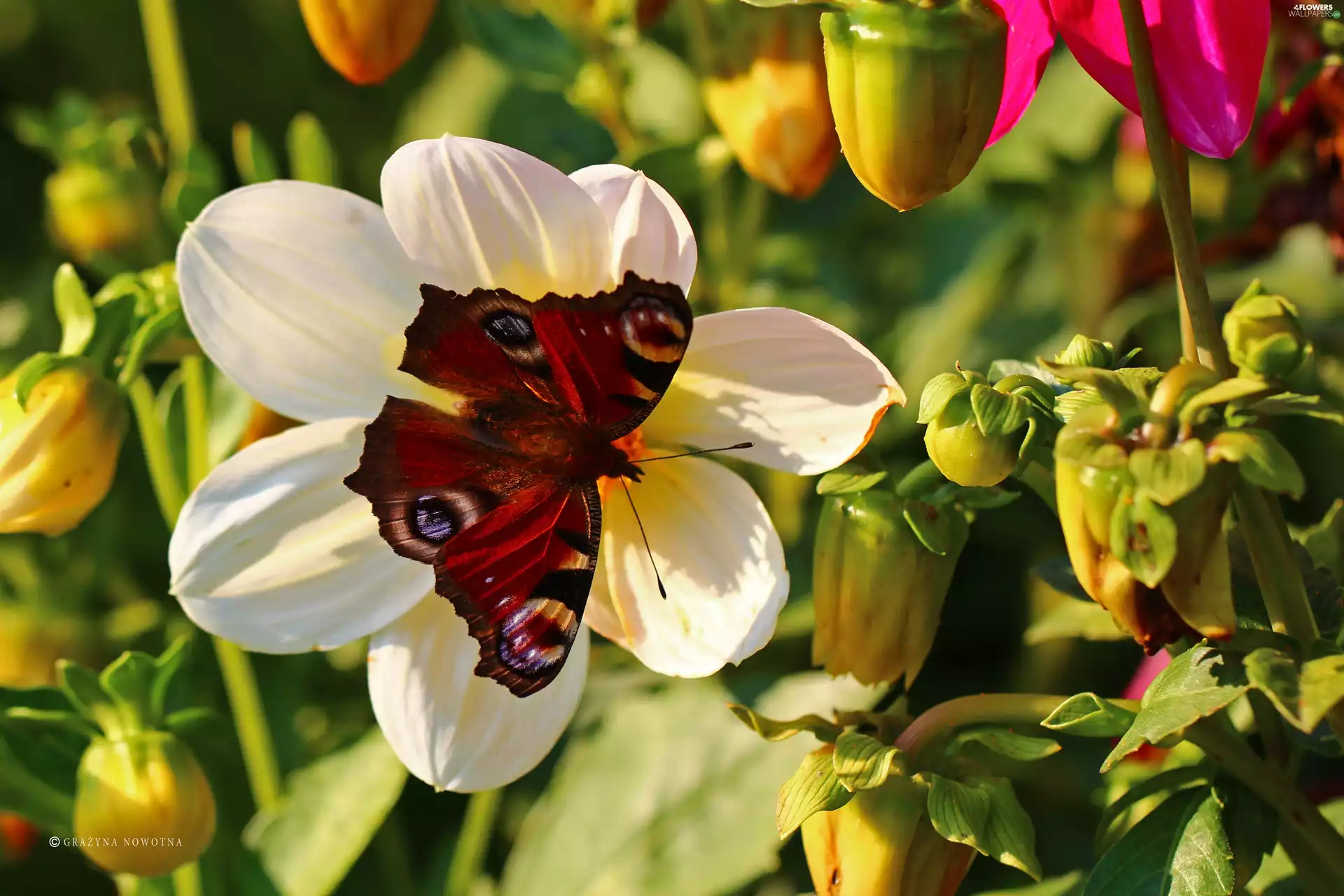 Peacock, Red, Insect, butterfly