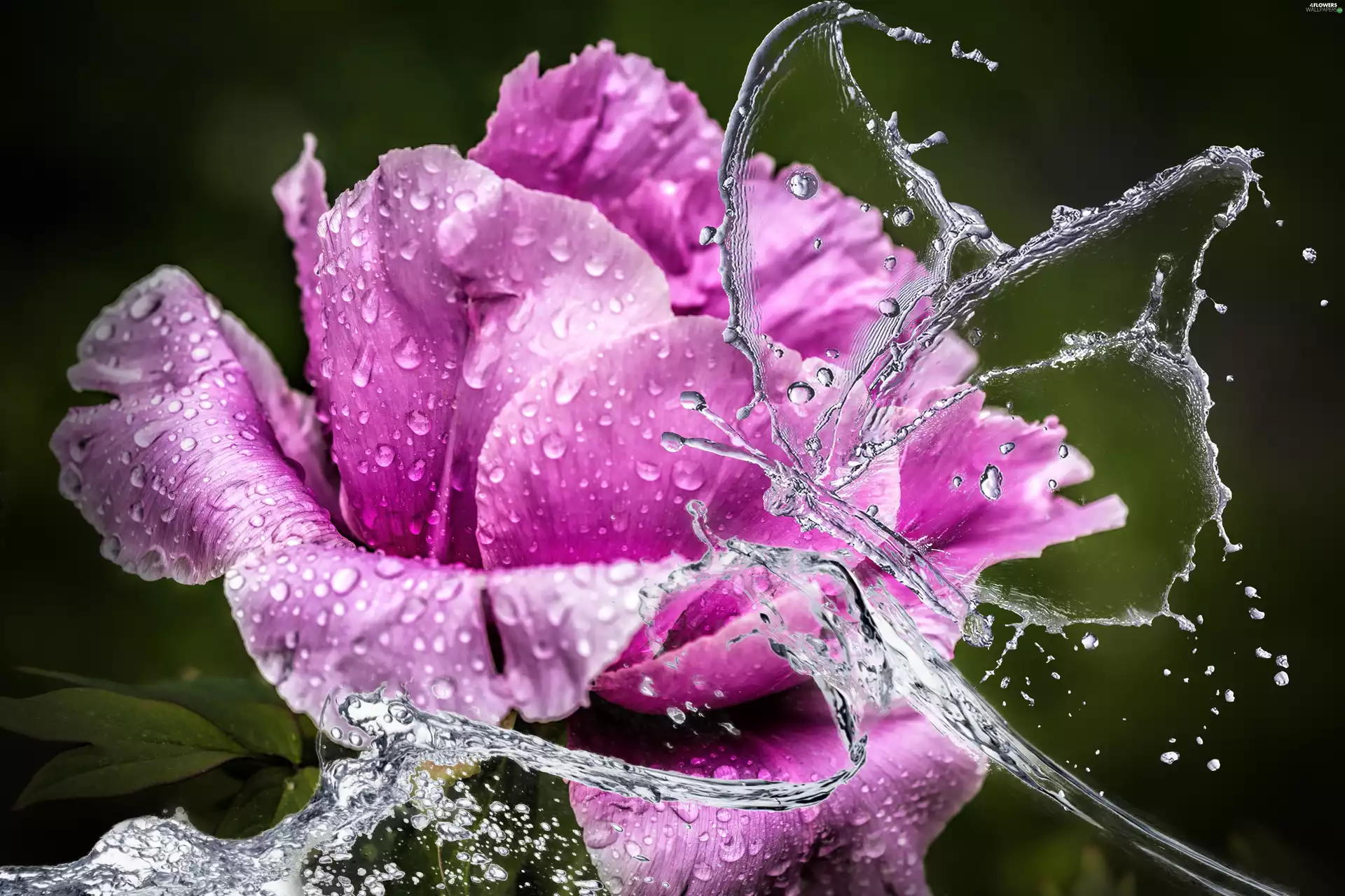 peony, water, drops, butterfly