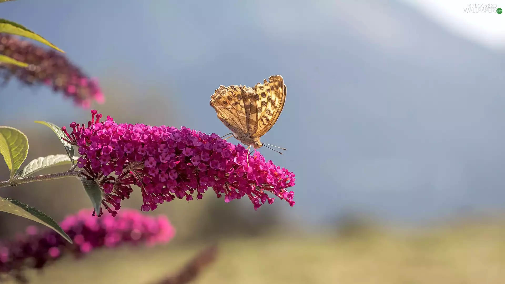 butterfly, Colourfull Flowers, butterfly bush, Pink