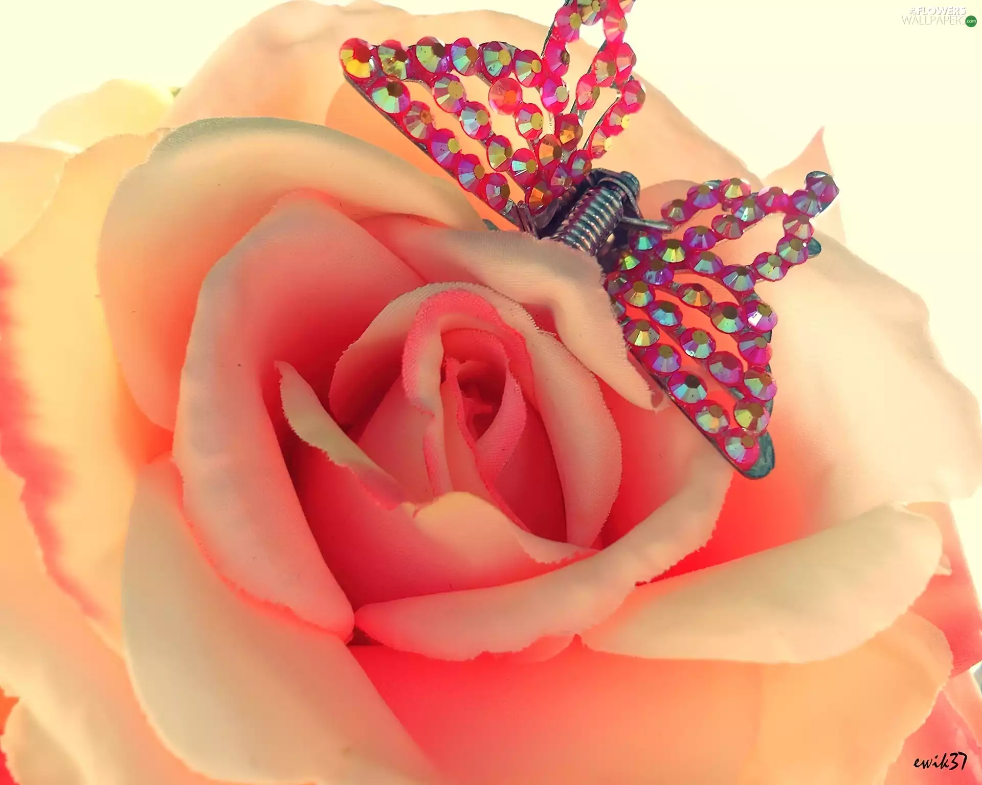 butterfly, ornamentation, rose