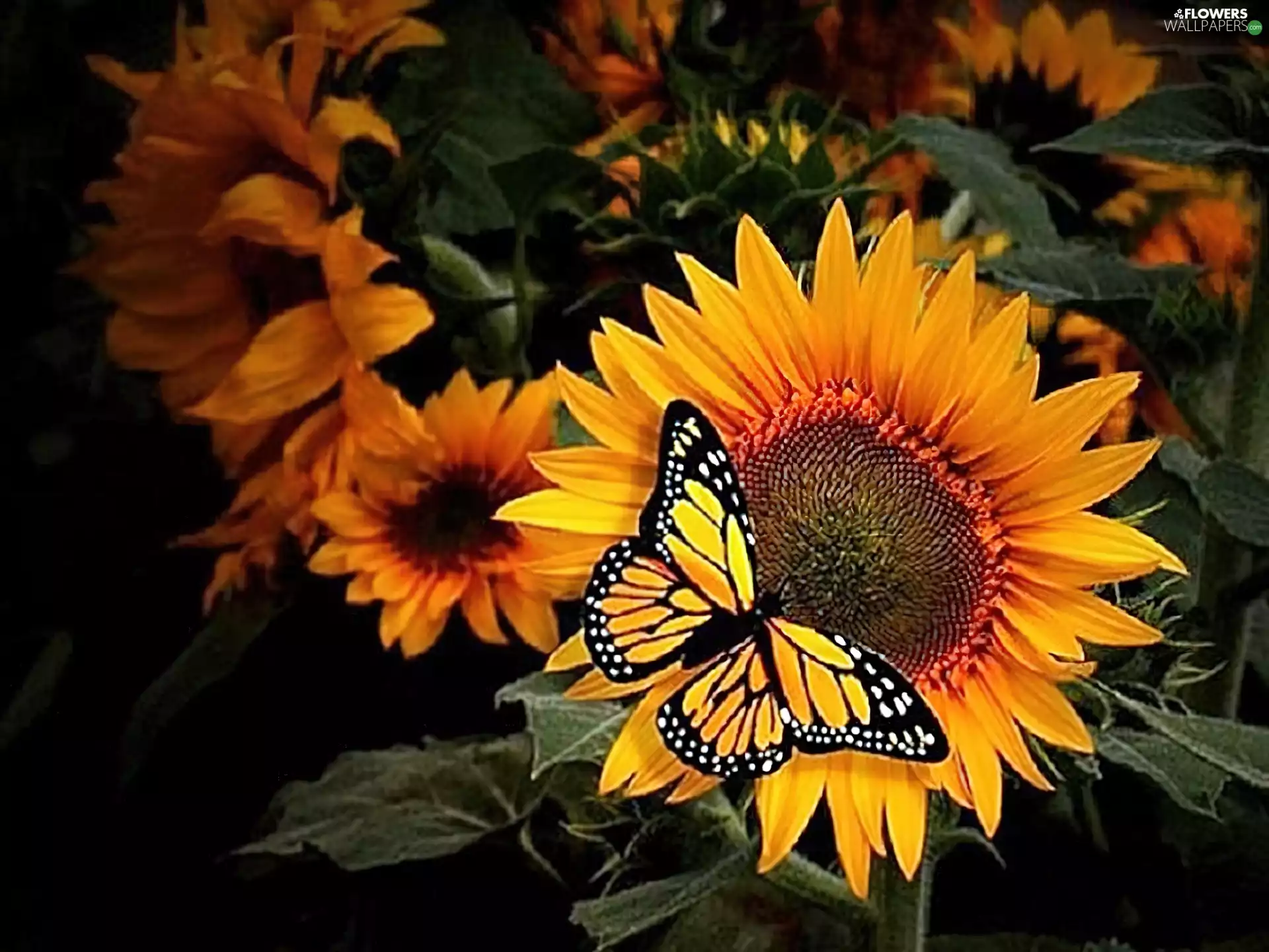 butterfly, Nice sunflowers