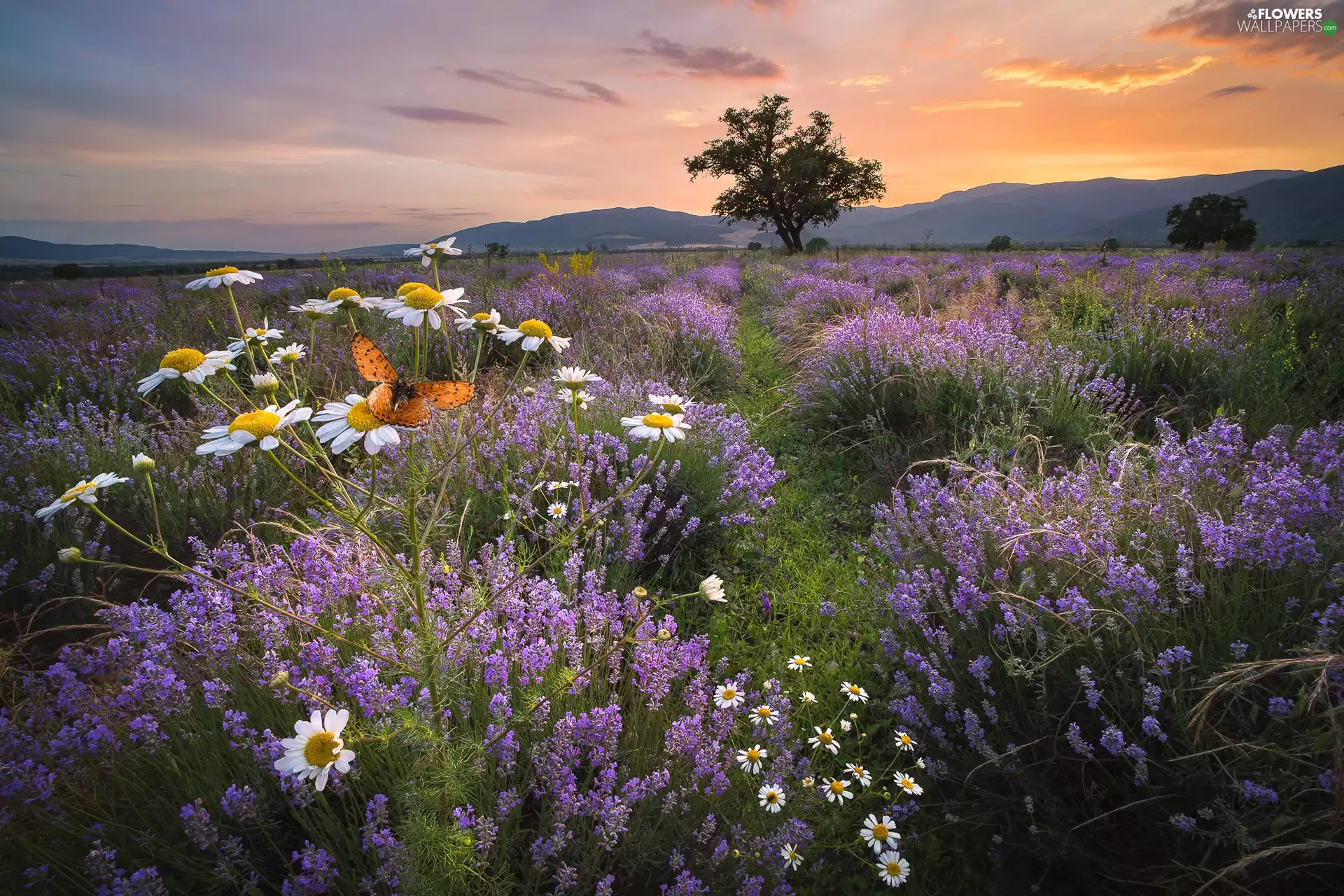 lavender, Great Sunsets, butterfly, trees, Anthemis, Flowers