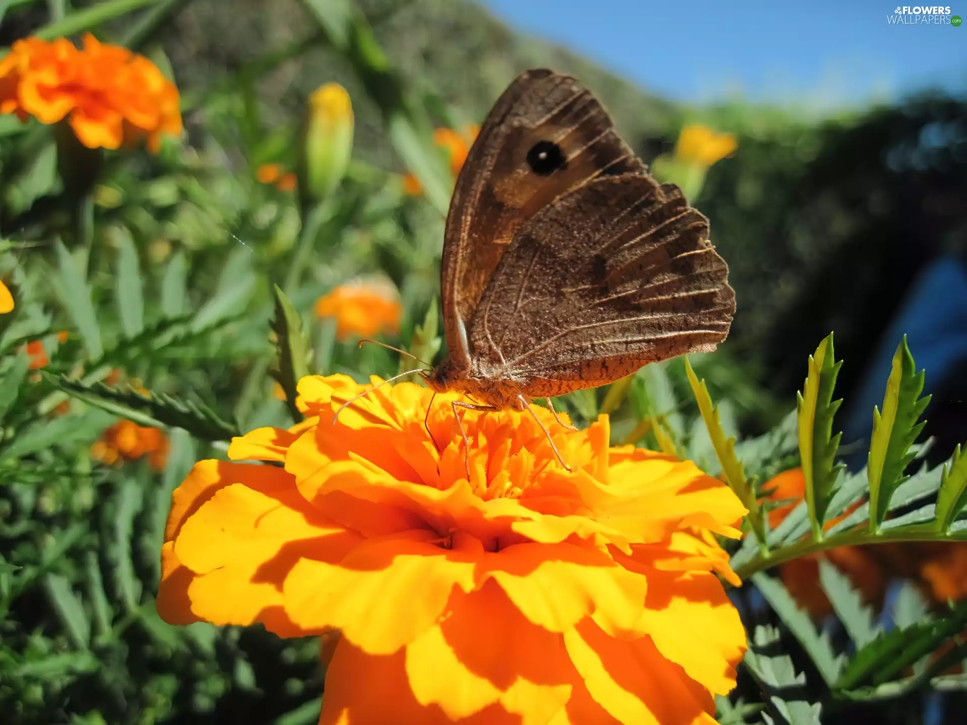 butterfly, Flowers, Tagetes