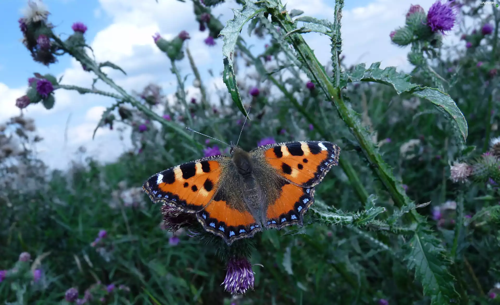 butterfly, Small Tortoiseshell