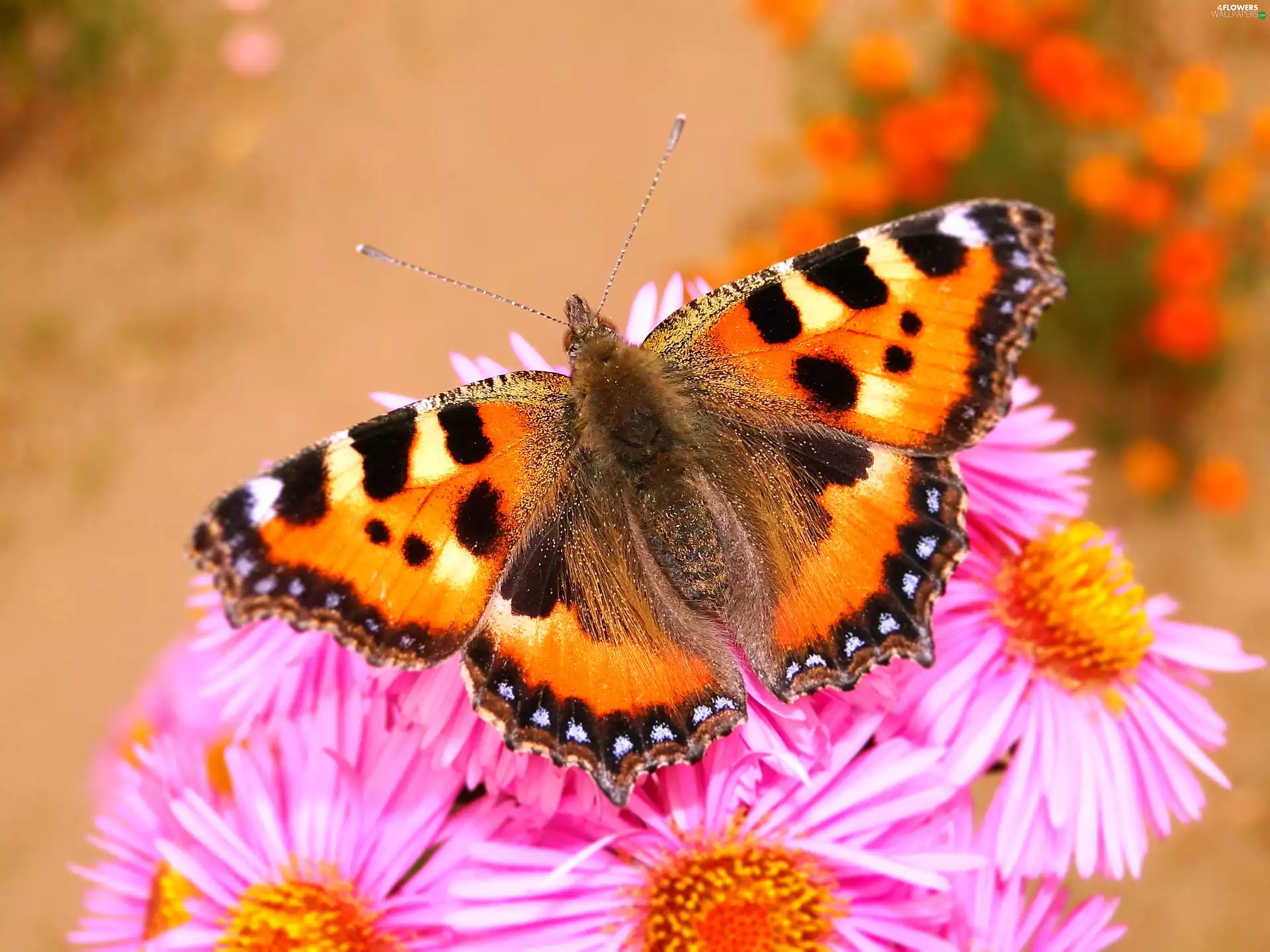 butterfly, Small Tortoiseshell