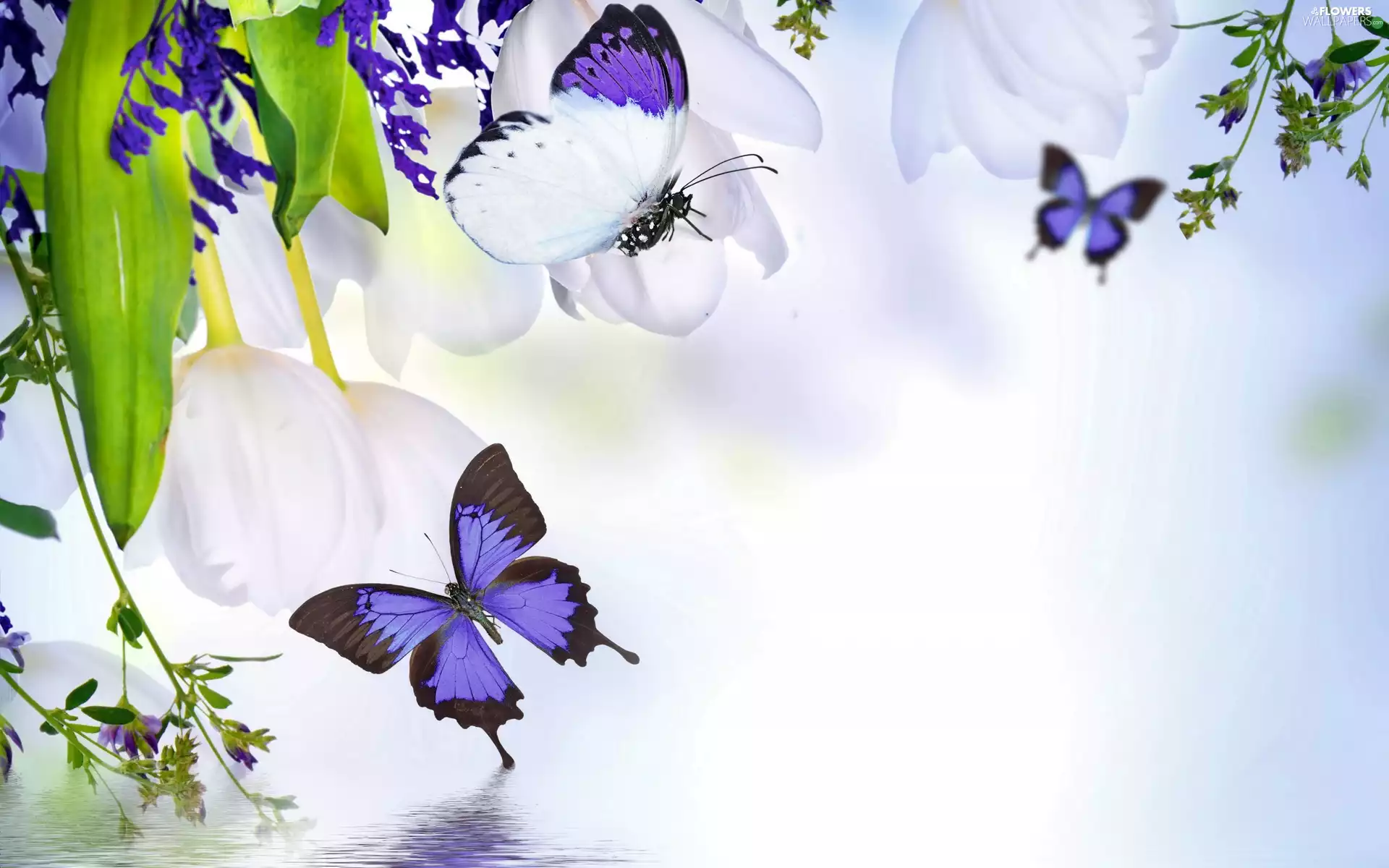 butterfly, Flowers, Tulips