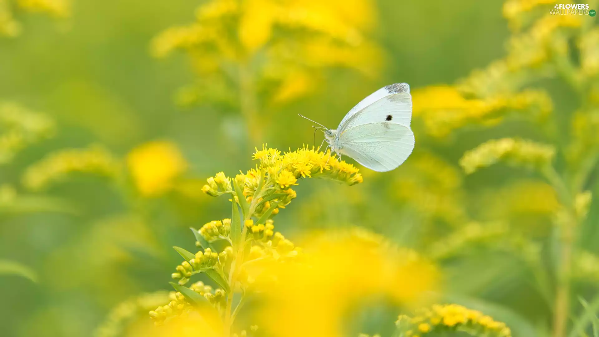 Cabbage Butterfly, White, plant, Goldenrod, Yellow Honda, butterfly