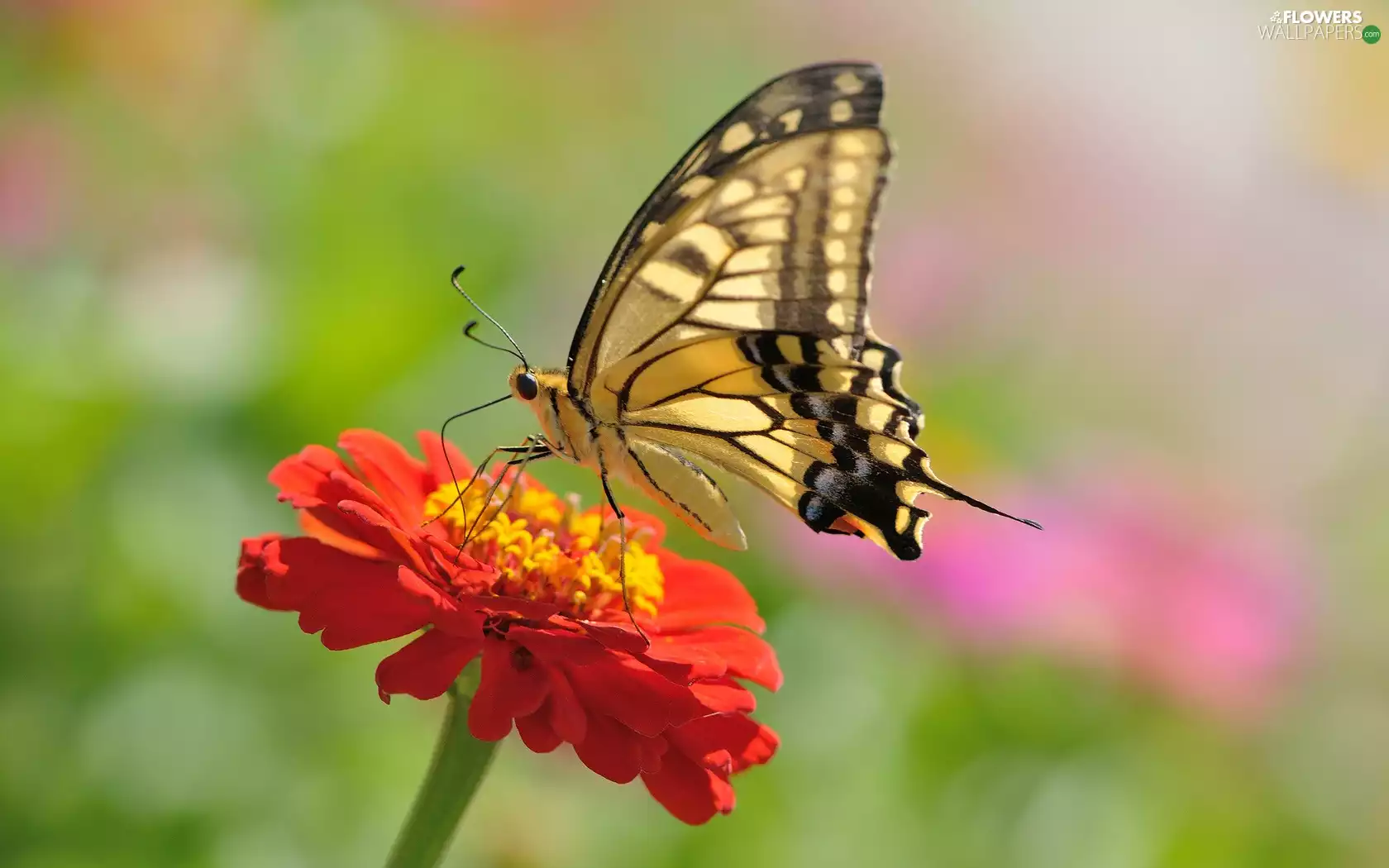 butterfly, Orange, zinnia