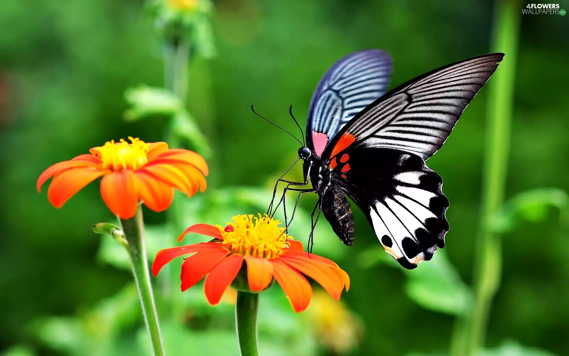 butterfly, Flowers, Zinnias