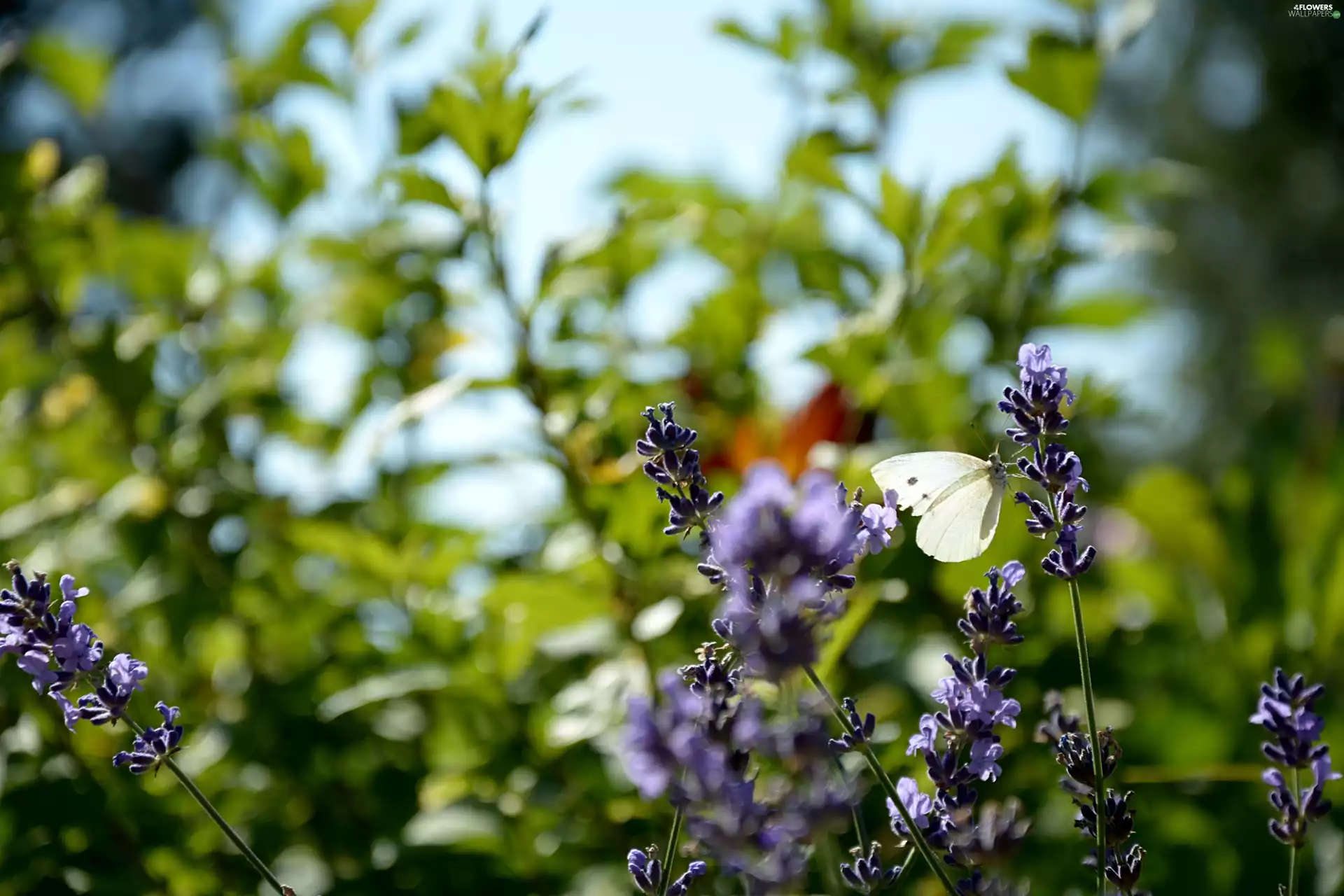 Flowers, lavender, Cabbage, Cabbage Butterfly, butterfly