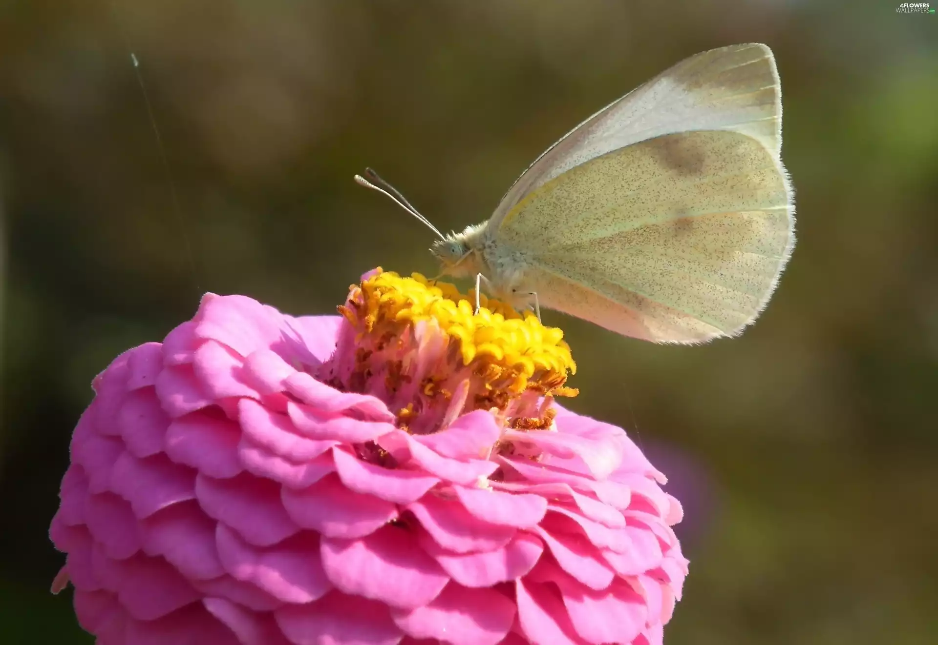 Colourfull Flowers, butterfly, Cabbage