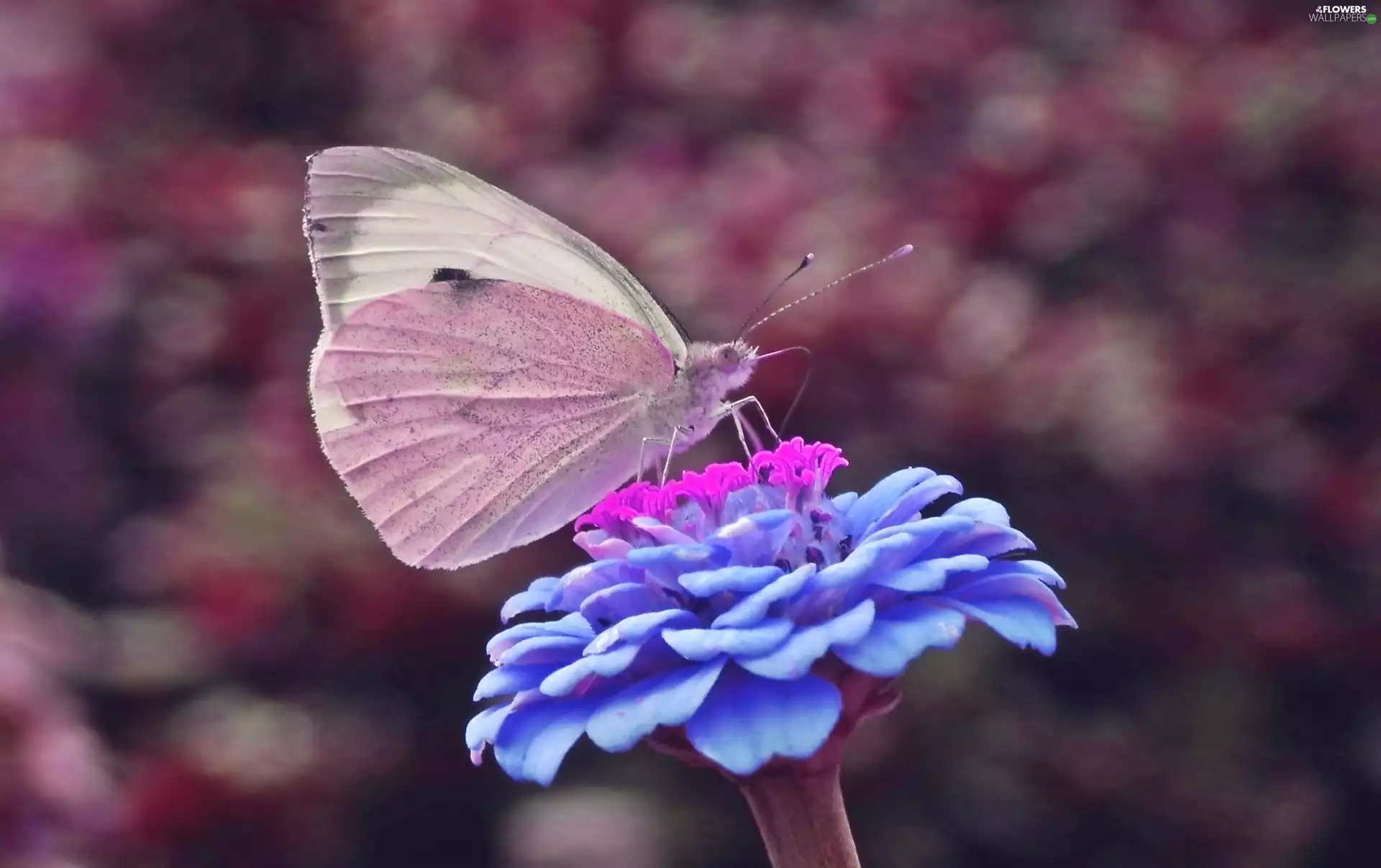 Colourfull Flowers, butterfly, Cabbage