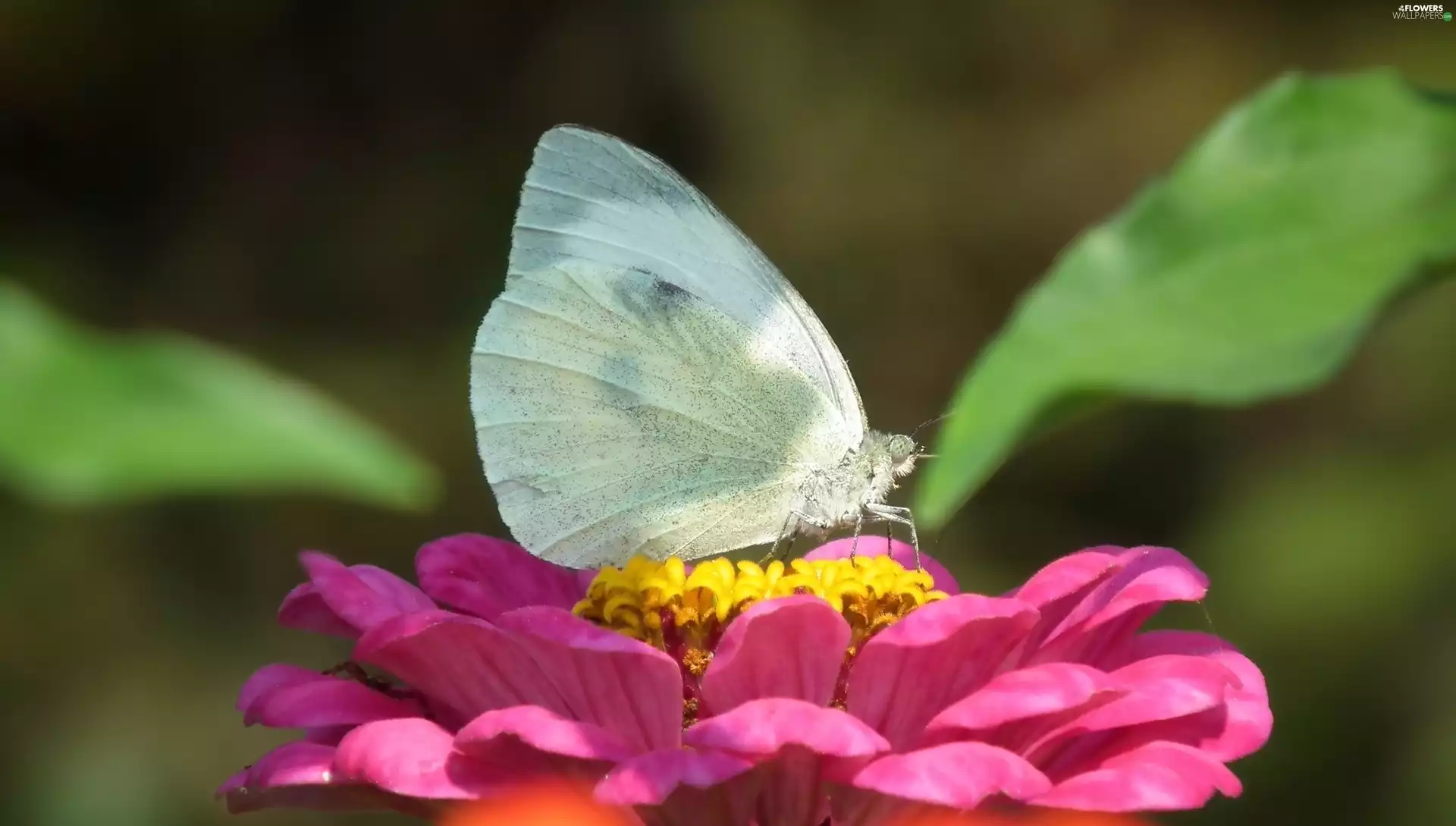 Colourfull Flowers, butterfly, Cabbage