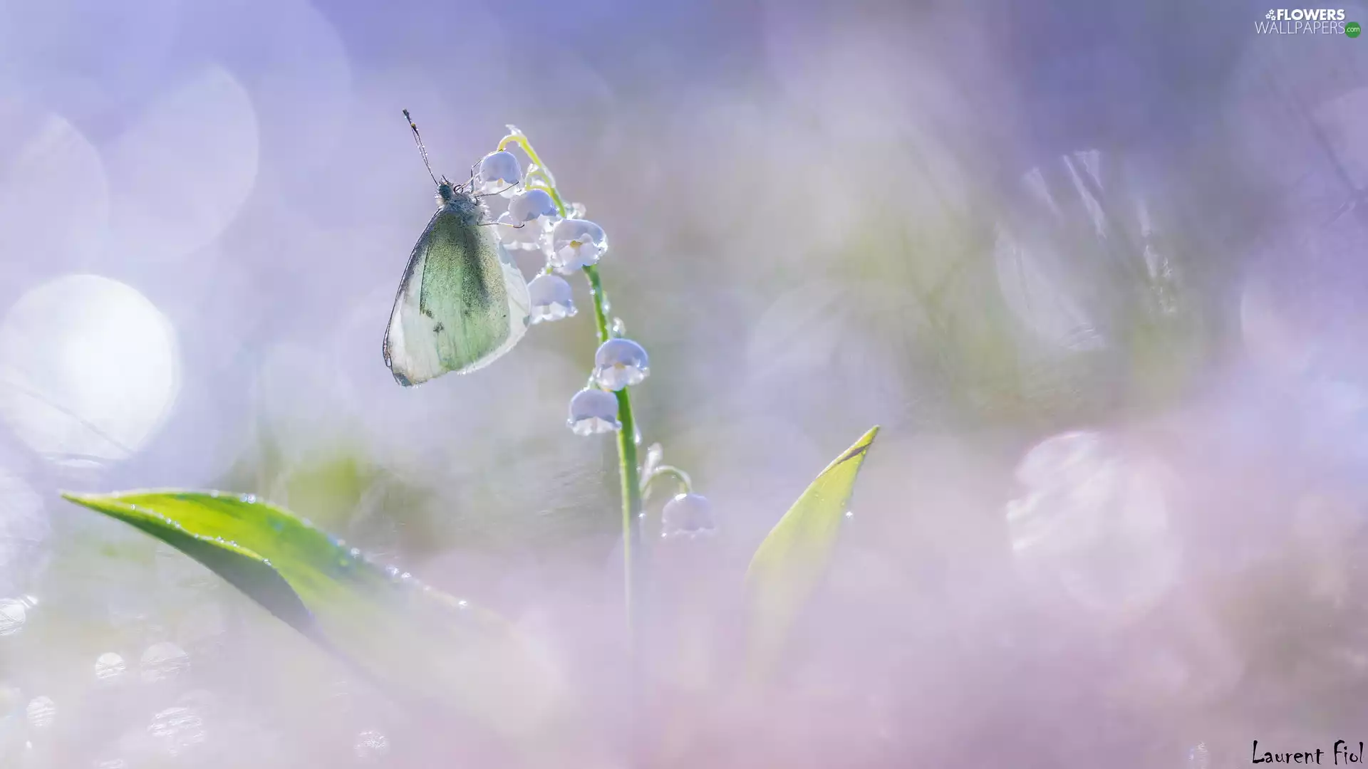 butterfly, Colourfull Flowers, lily of the Valley, Cabbage