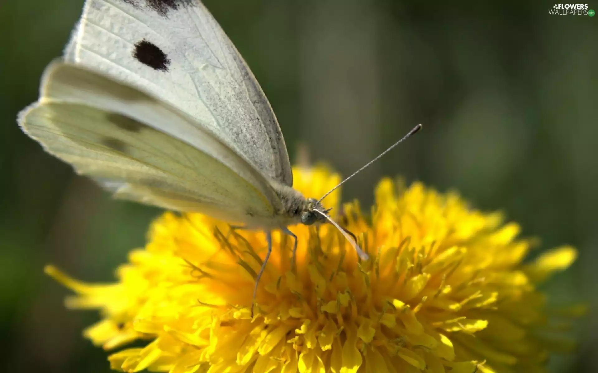 sow-thistle, butterfly, Cabbage