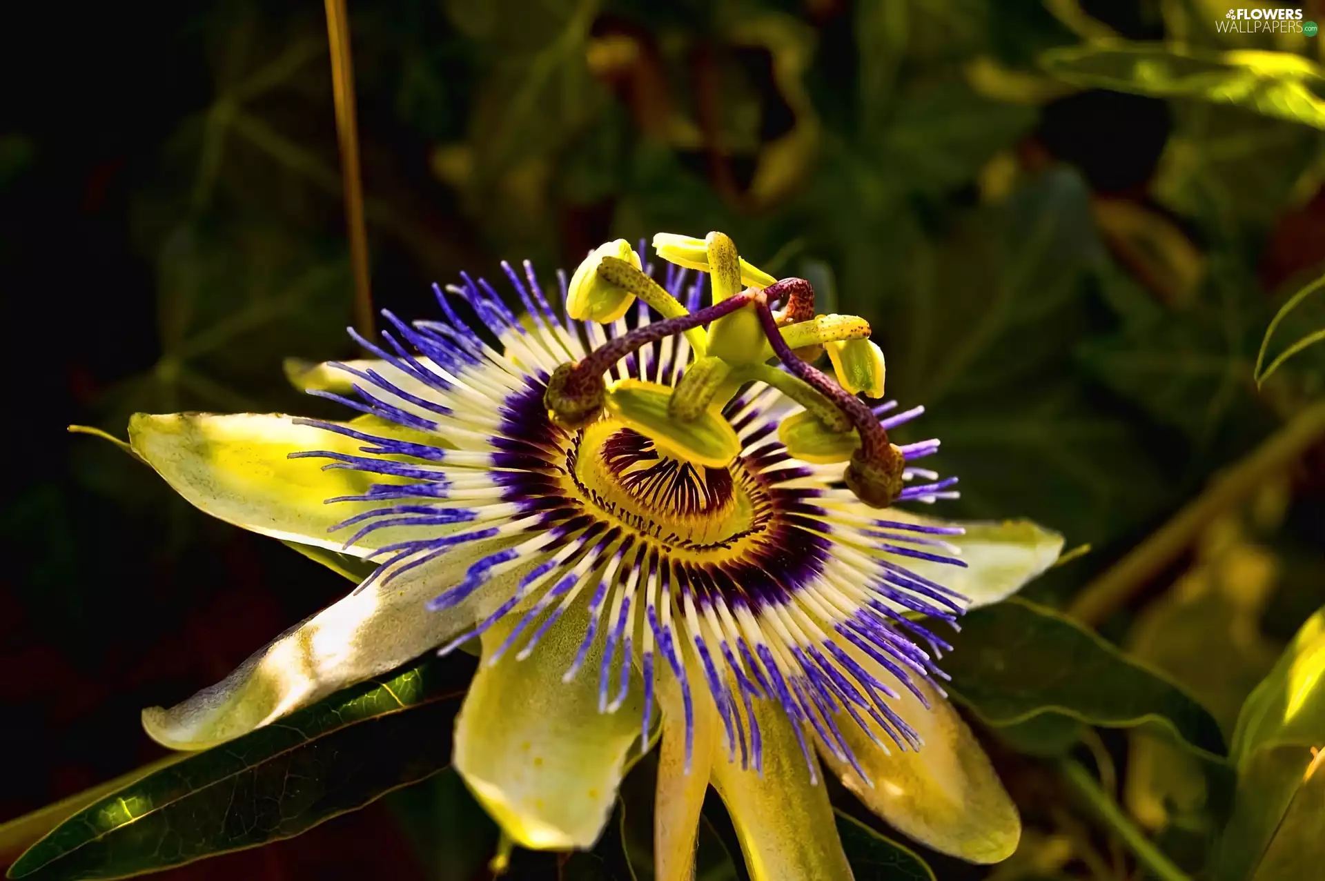 Colourfull Flowers, Passiflora caerulea