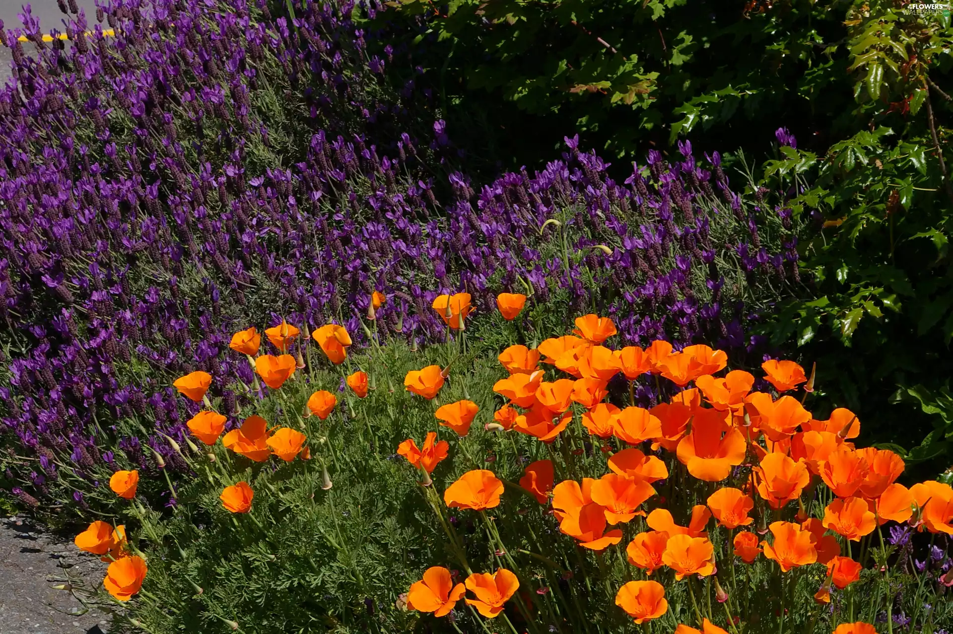 California poppy, lavender