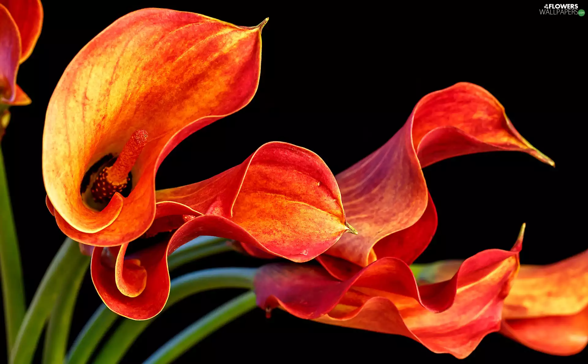 Flowers, Calla, black background, Orange