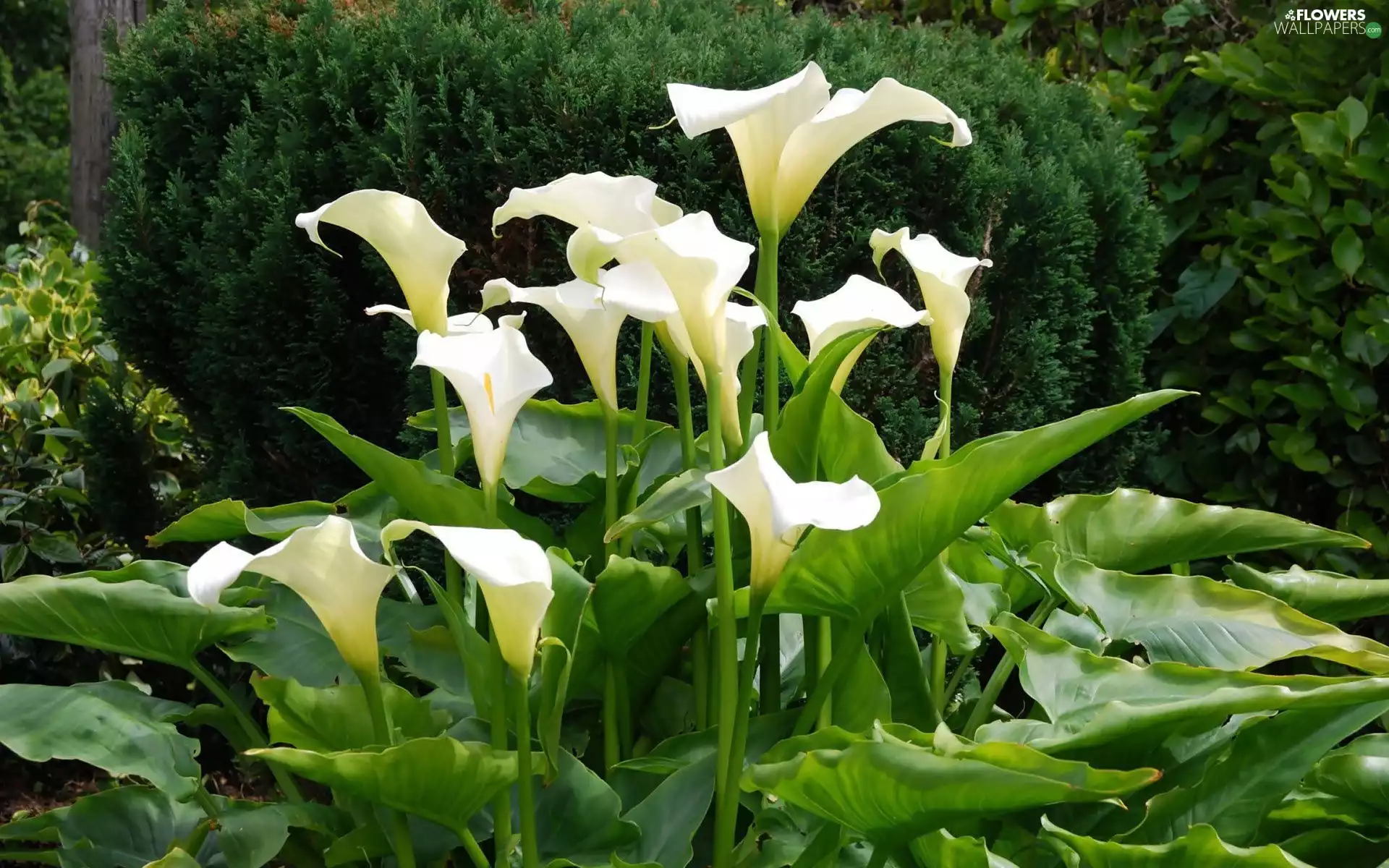 Calla, Flowers, White