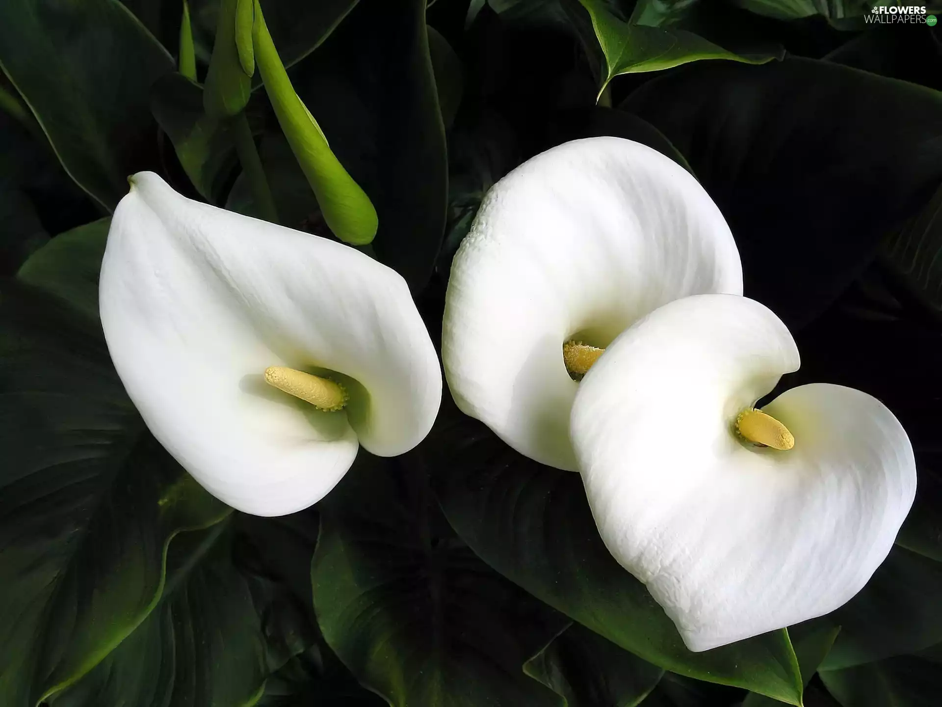 Calla, Three, White