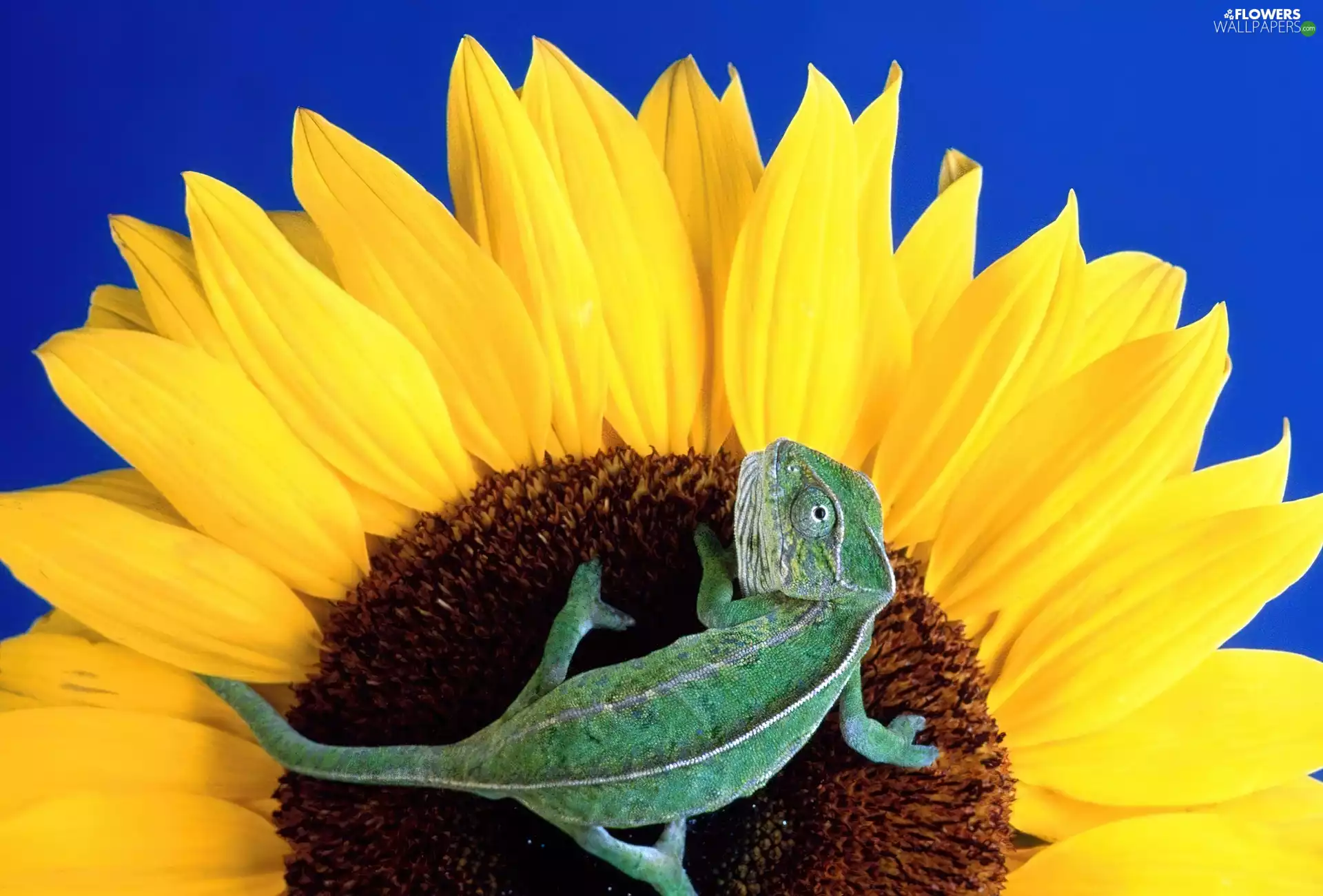Cameleon, Sunflower