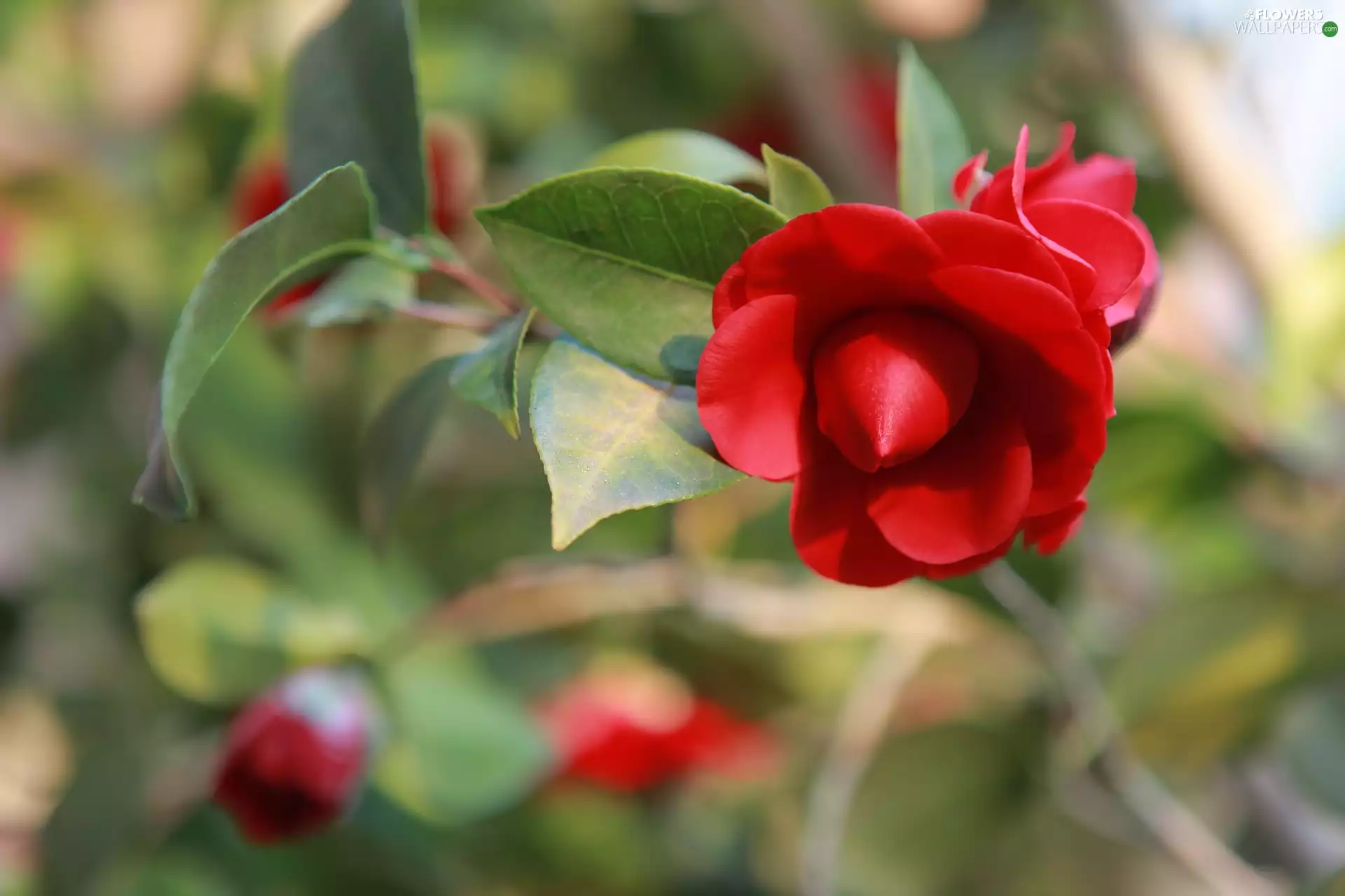 Red, camellia, bud, Colourfull Flowers