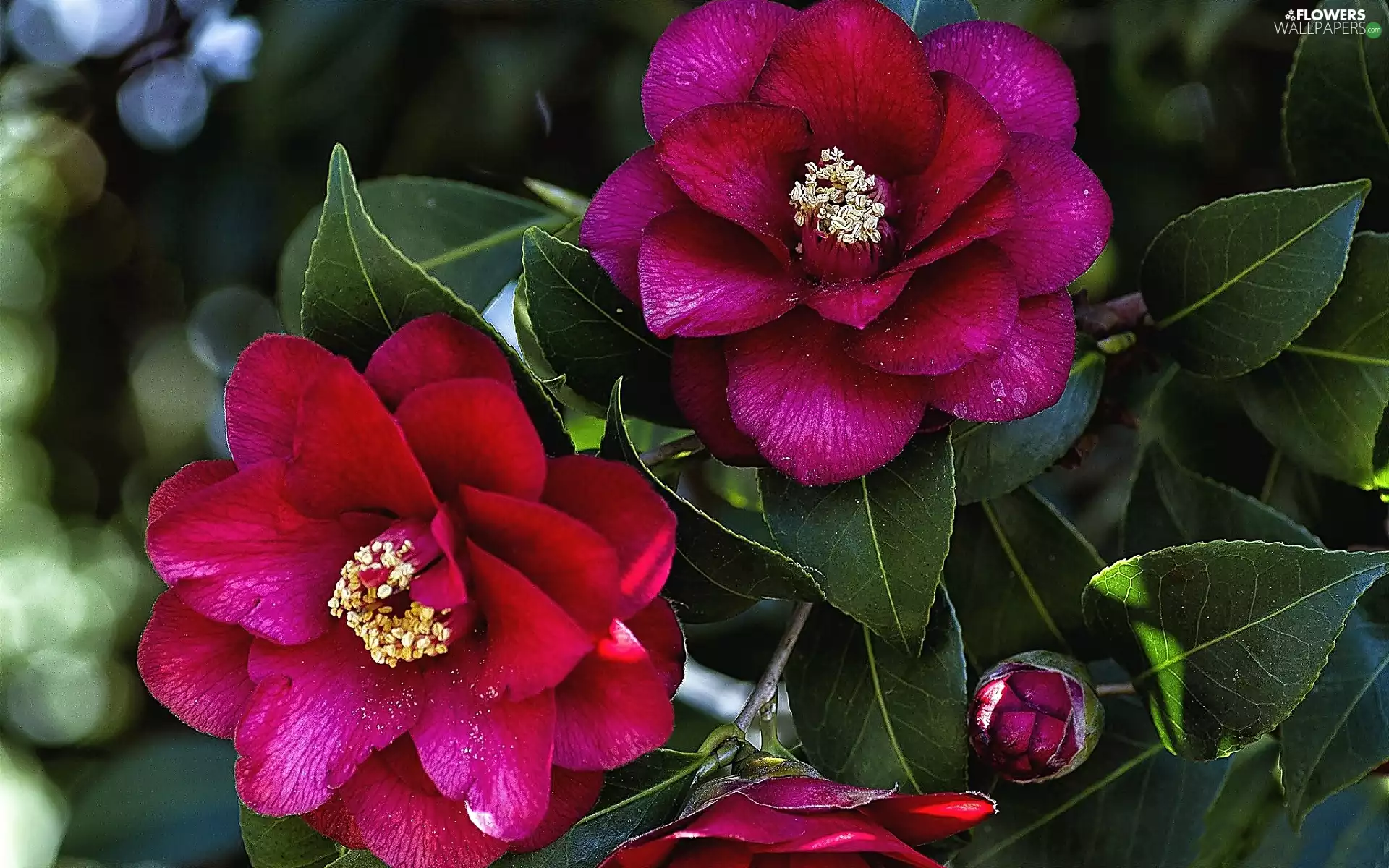 camellia, Flowers, Claret