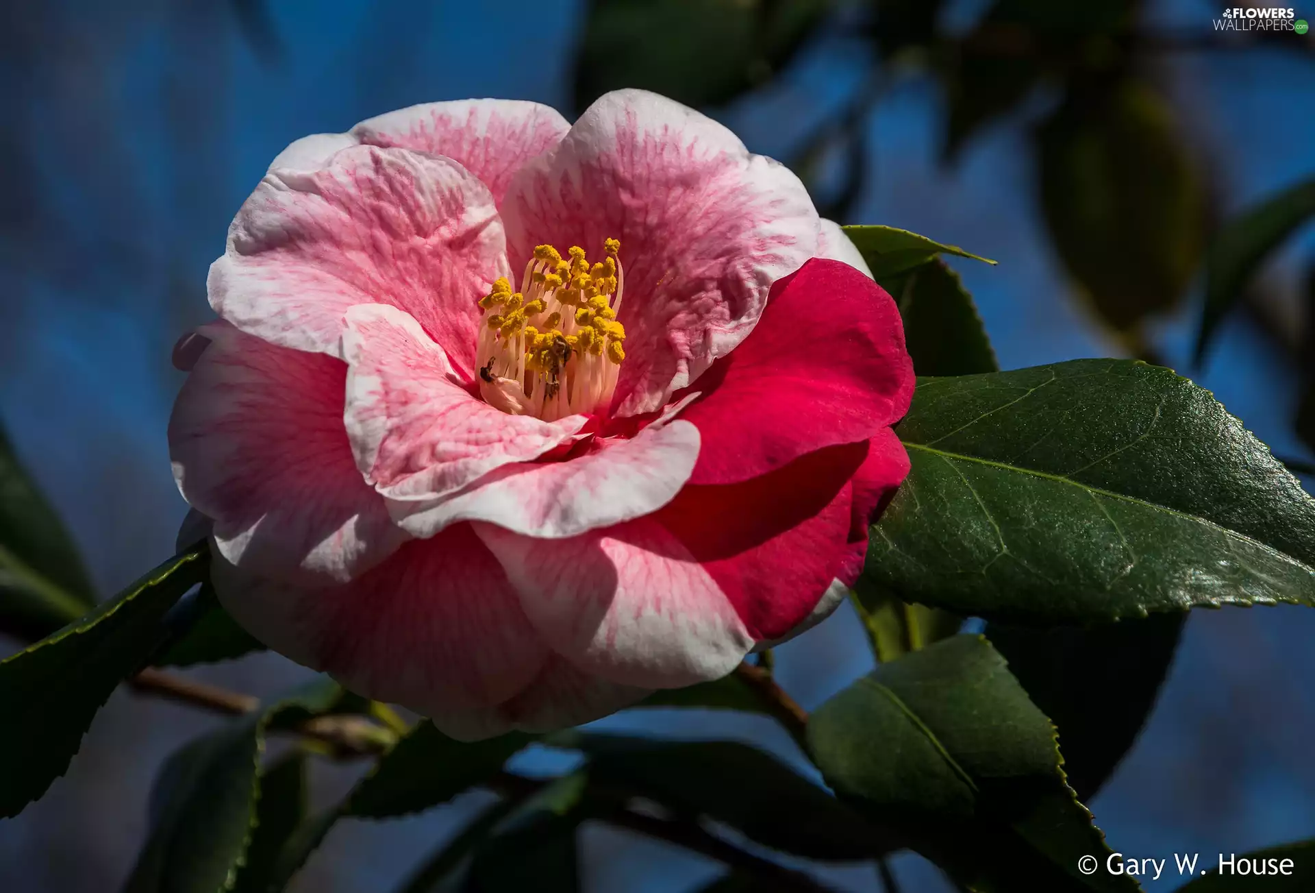 Leaf, Colourfull Flowers, camellia