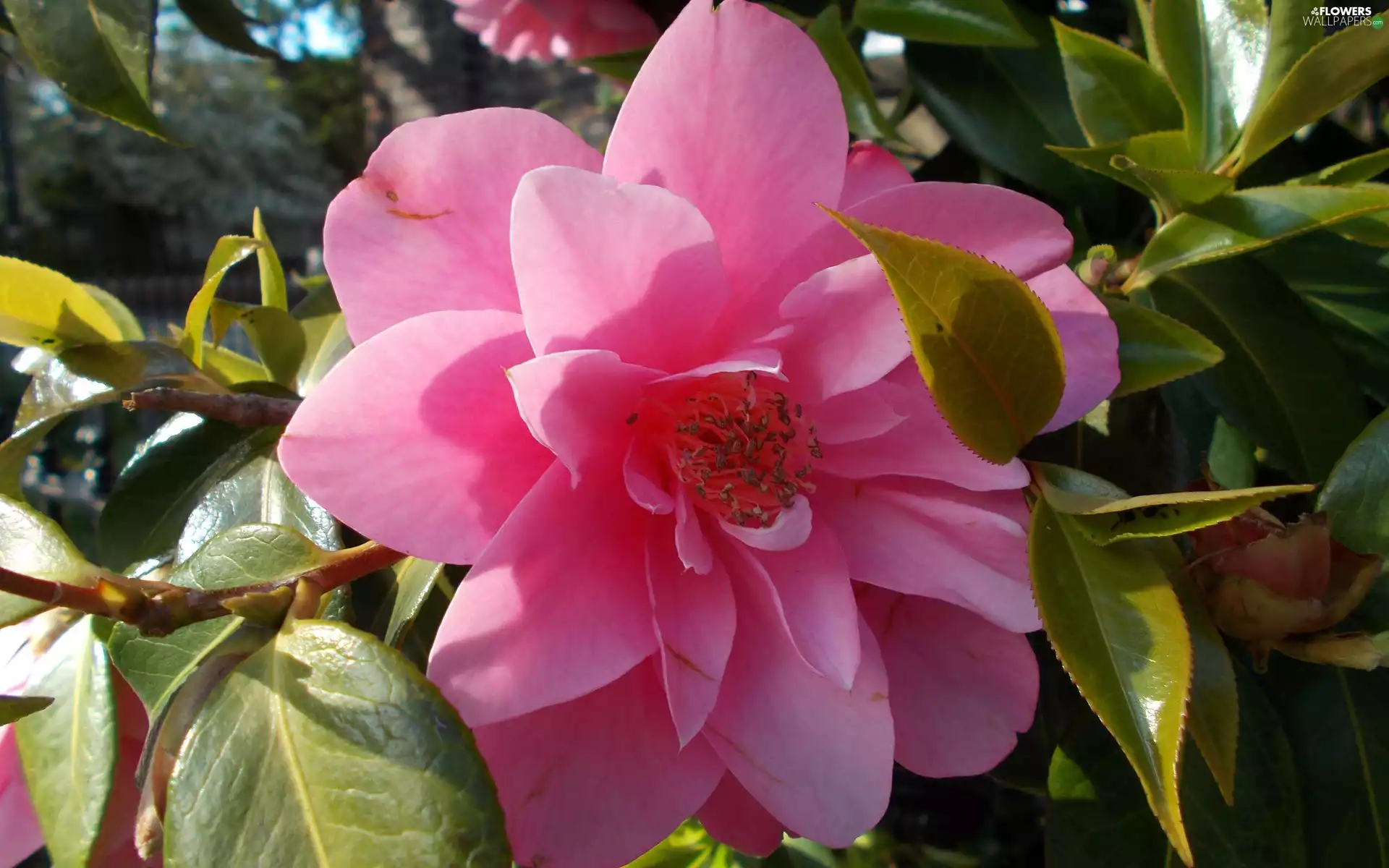Pink, camellia, rapprochement, Colourfull Flowers