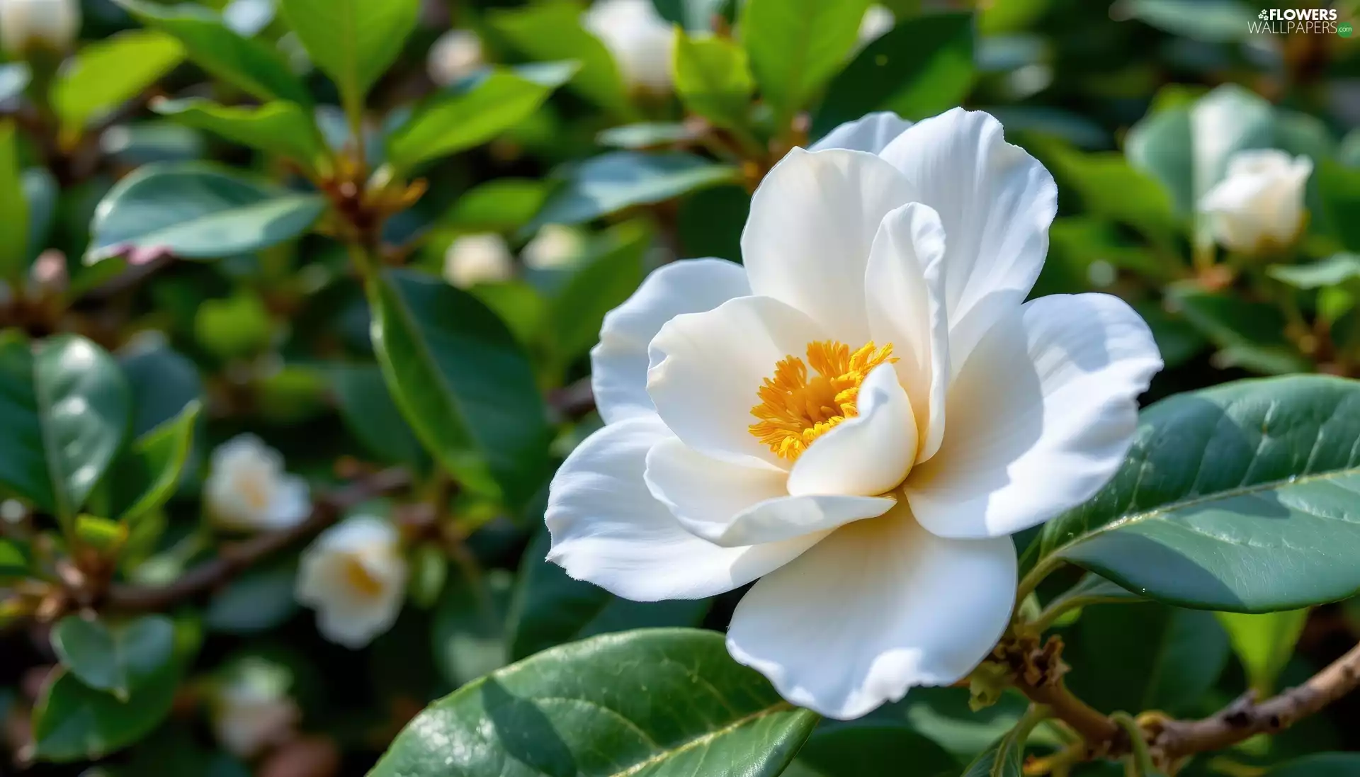 White, camellia, rapprochement, Colourfull Flowers