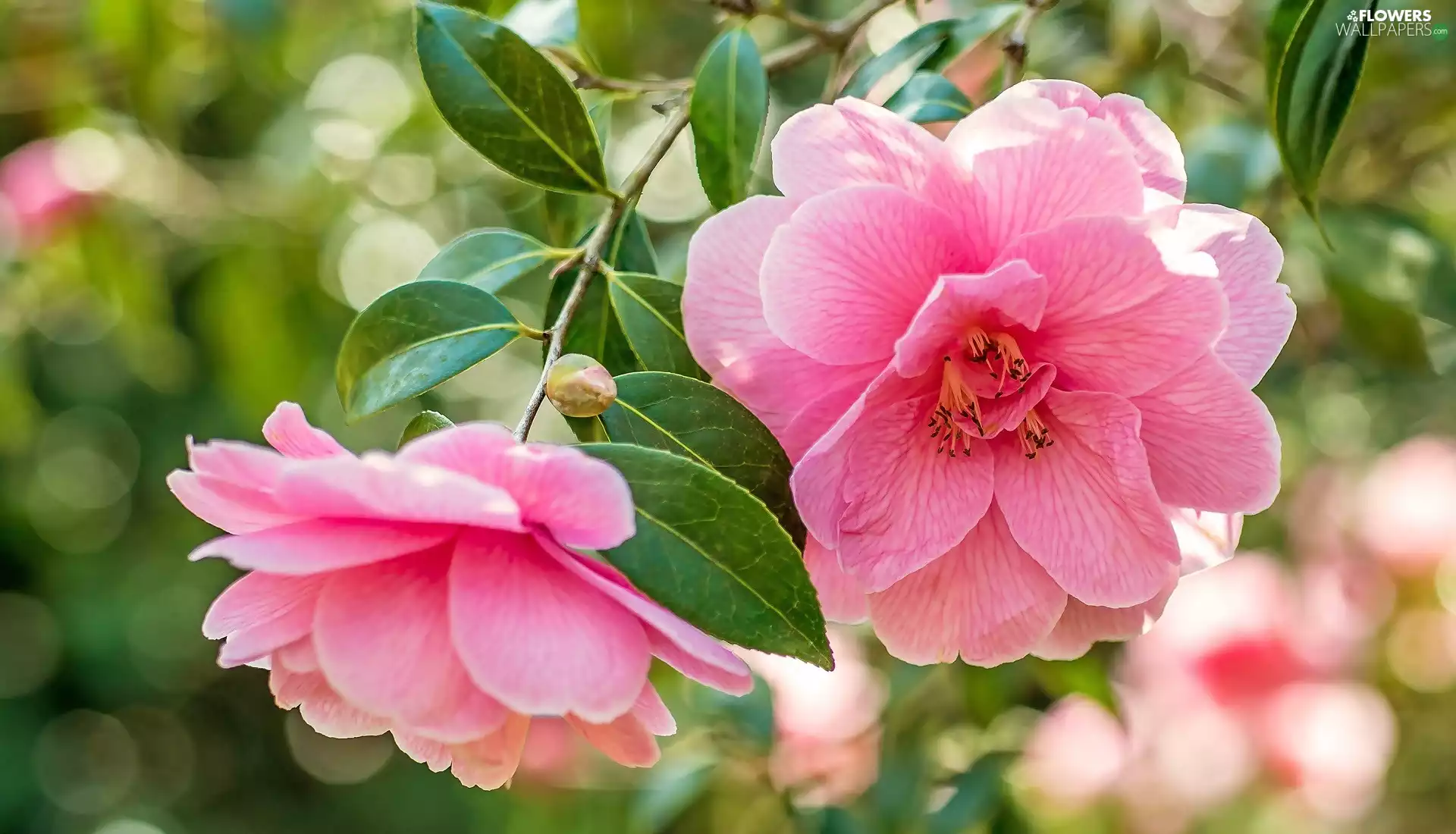 Camellias, Pink, Flowers