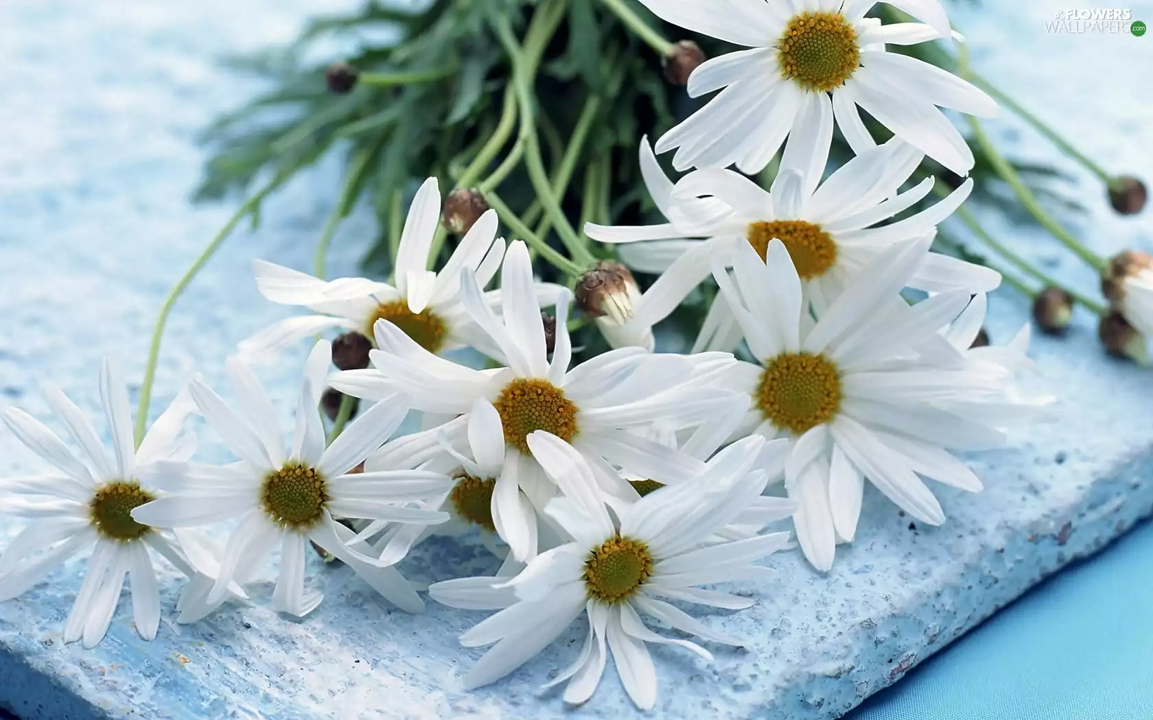 bouquet, Camomile