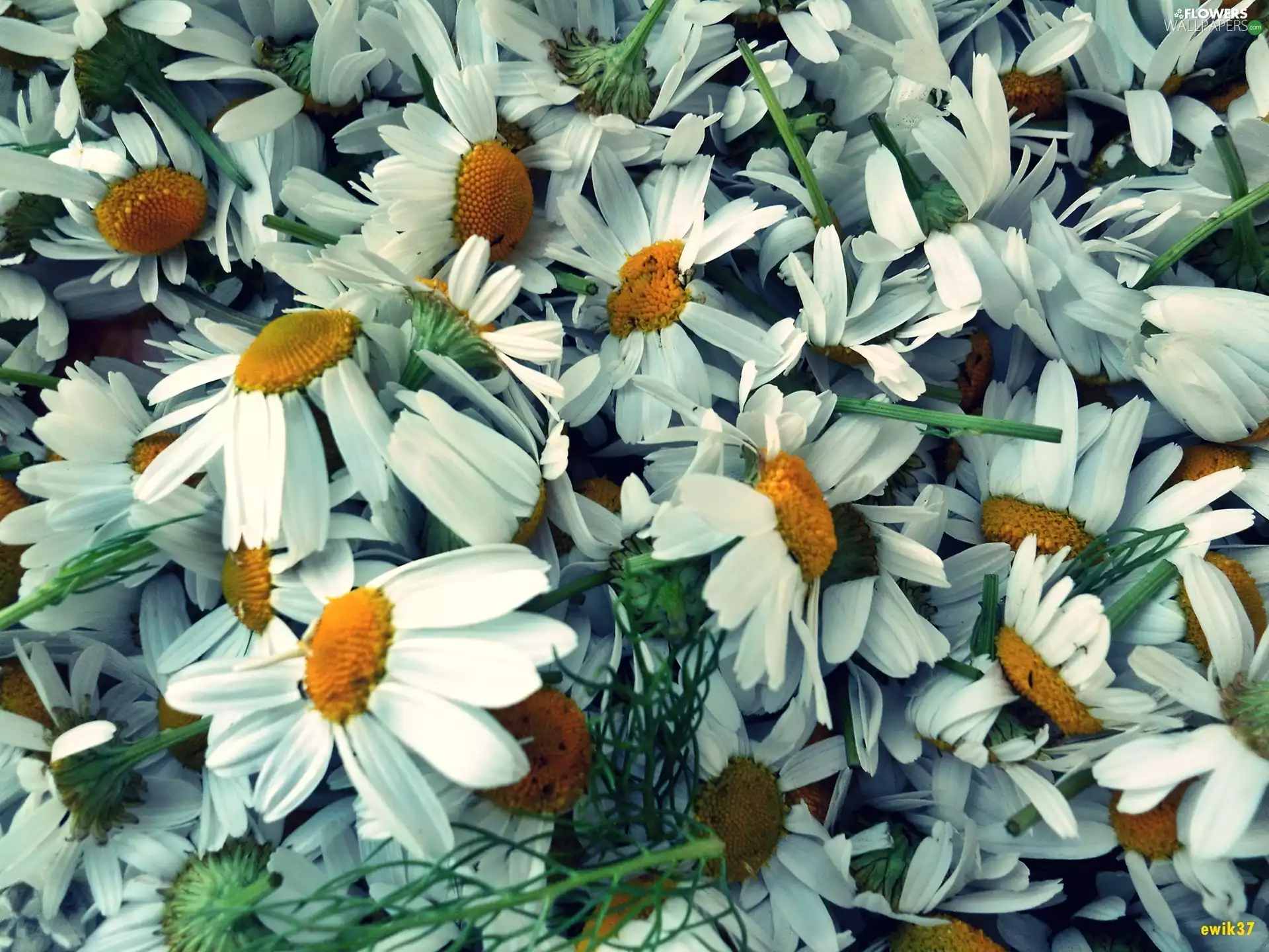 camomiles, background