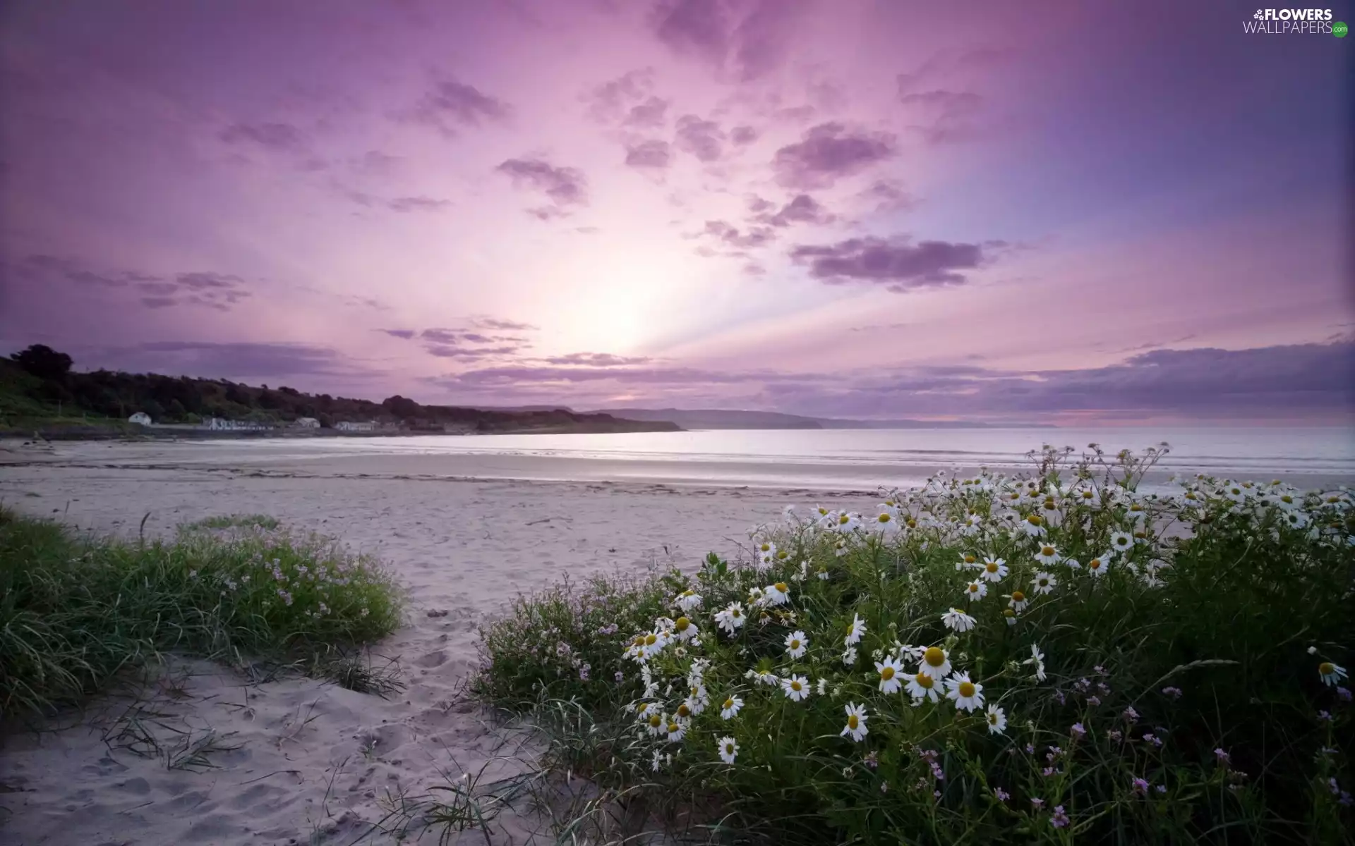 camomiles, sea, Beaches