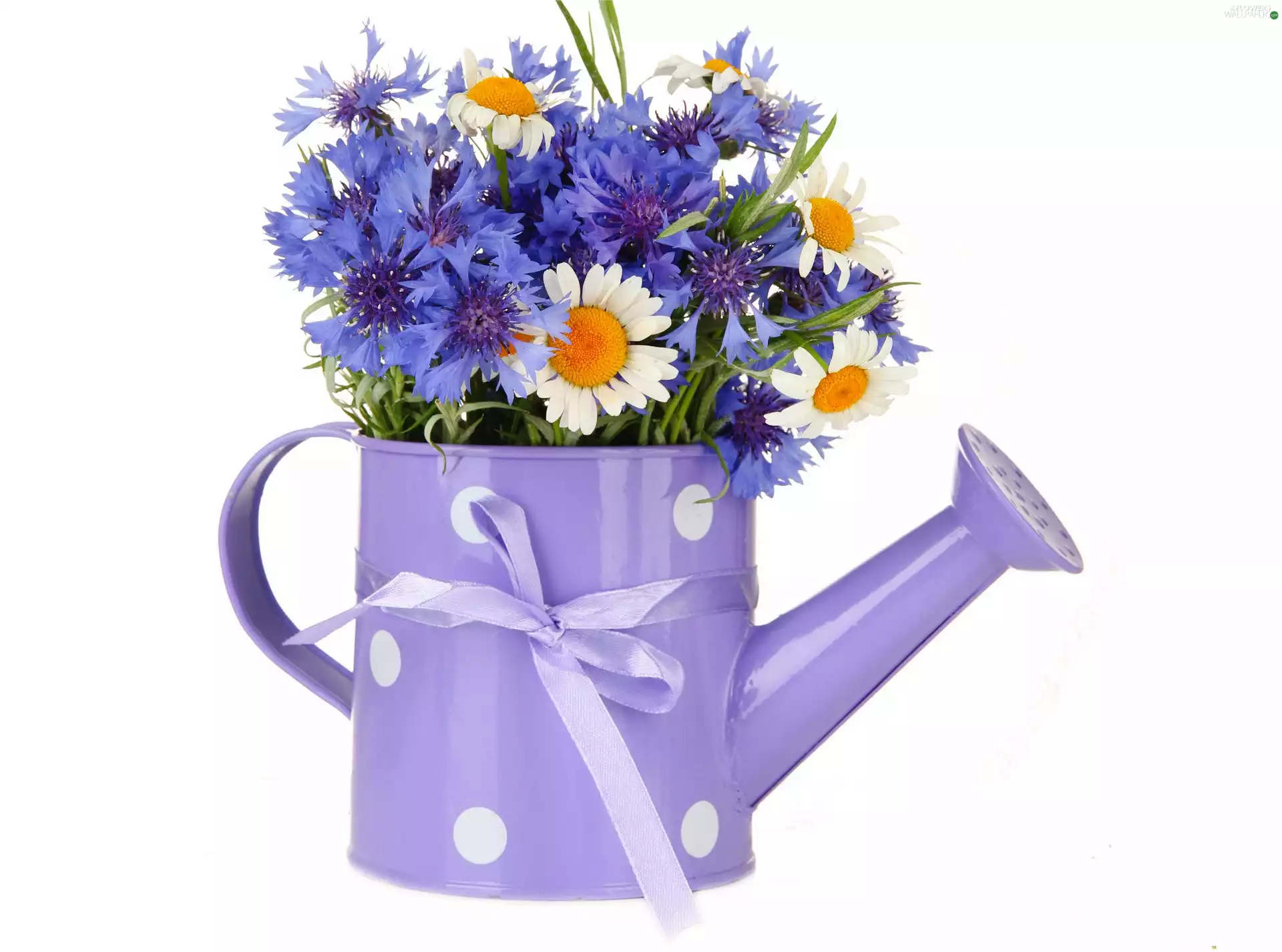 bouquet, Violet, cornflowers, camomiles, Flowers, watering can