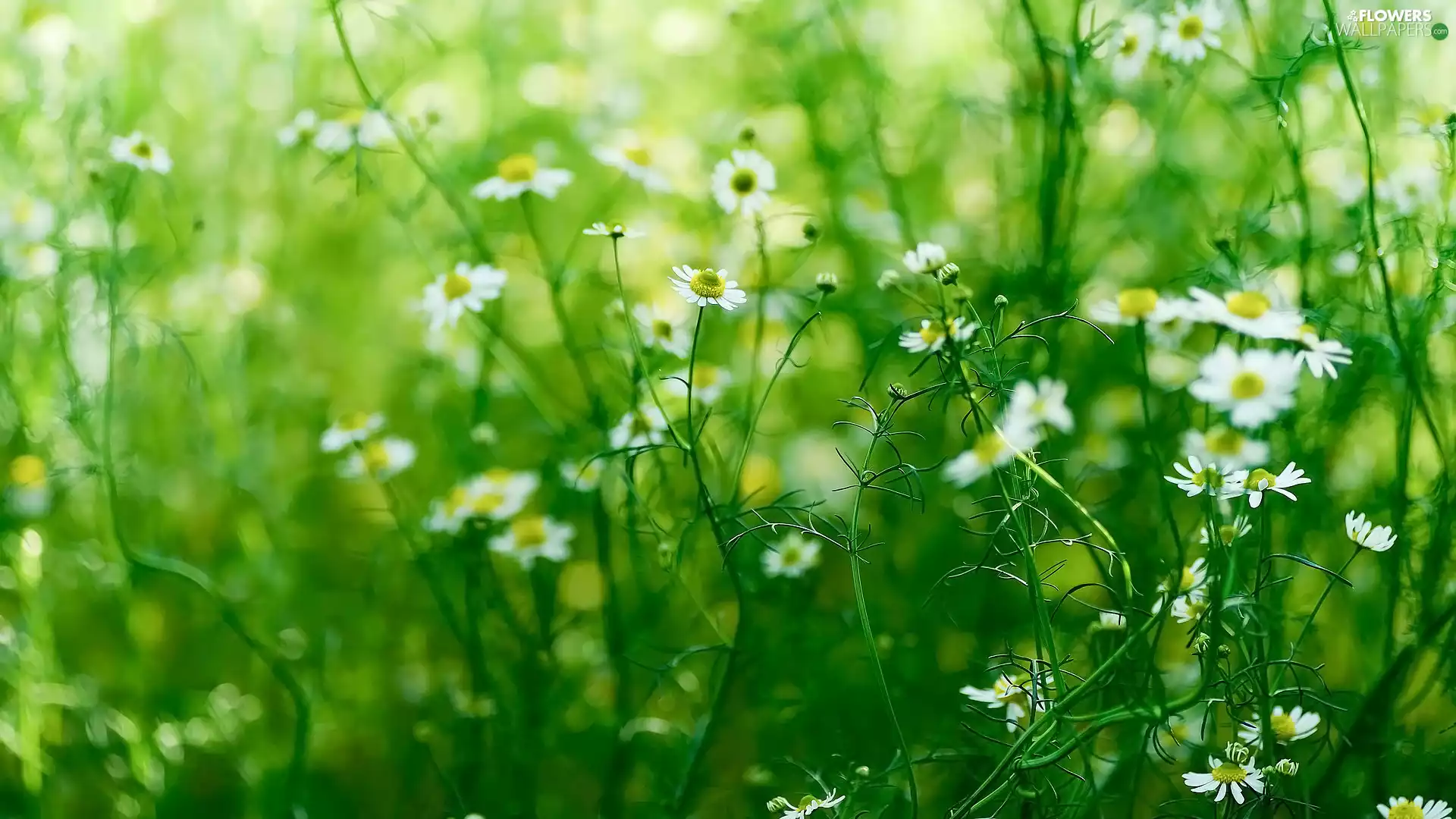 camomiles, Flowers