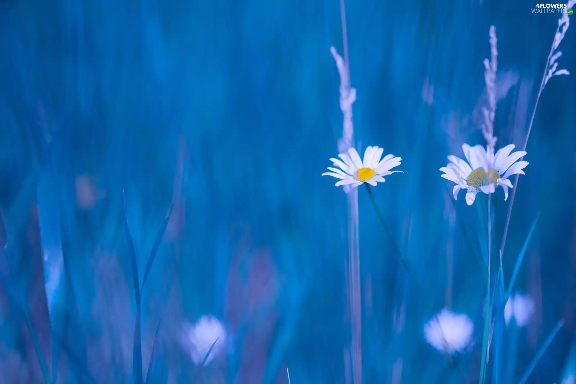 Flowers, blades, grass, camomiles