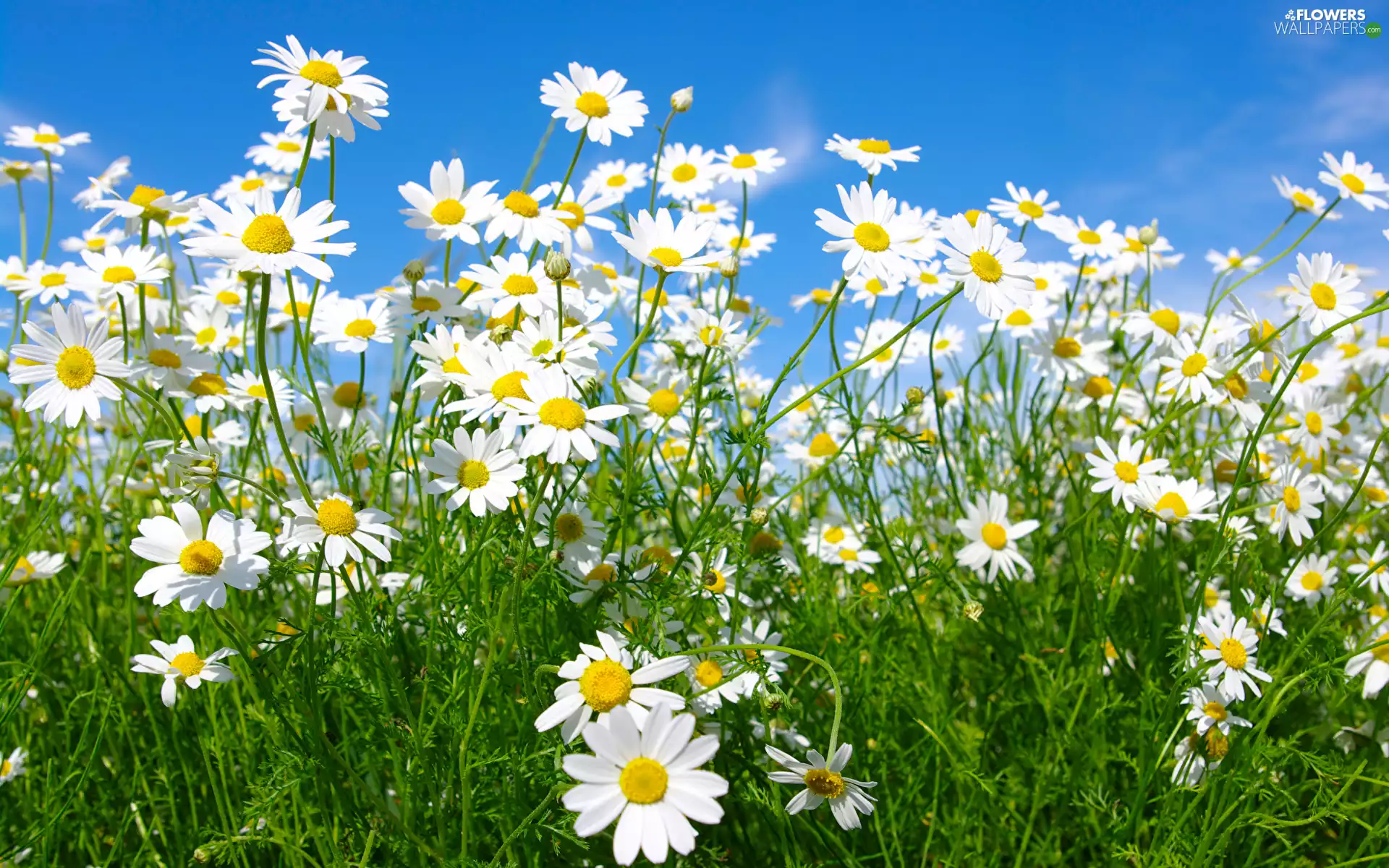 Flowers, Meadow, Sky, camomiles