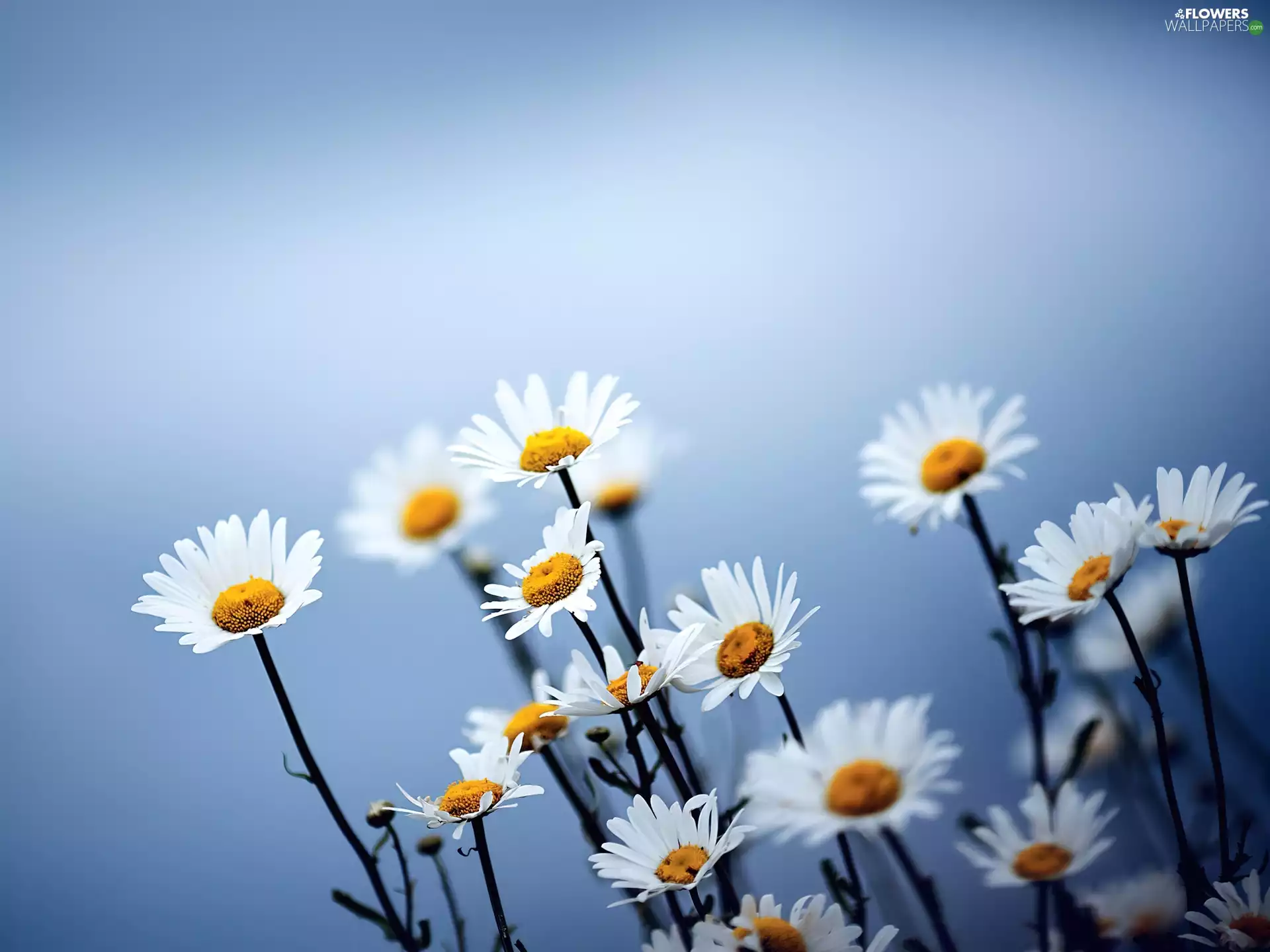 Flowers, Daisy