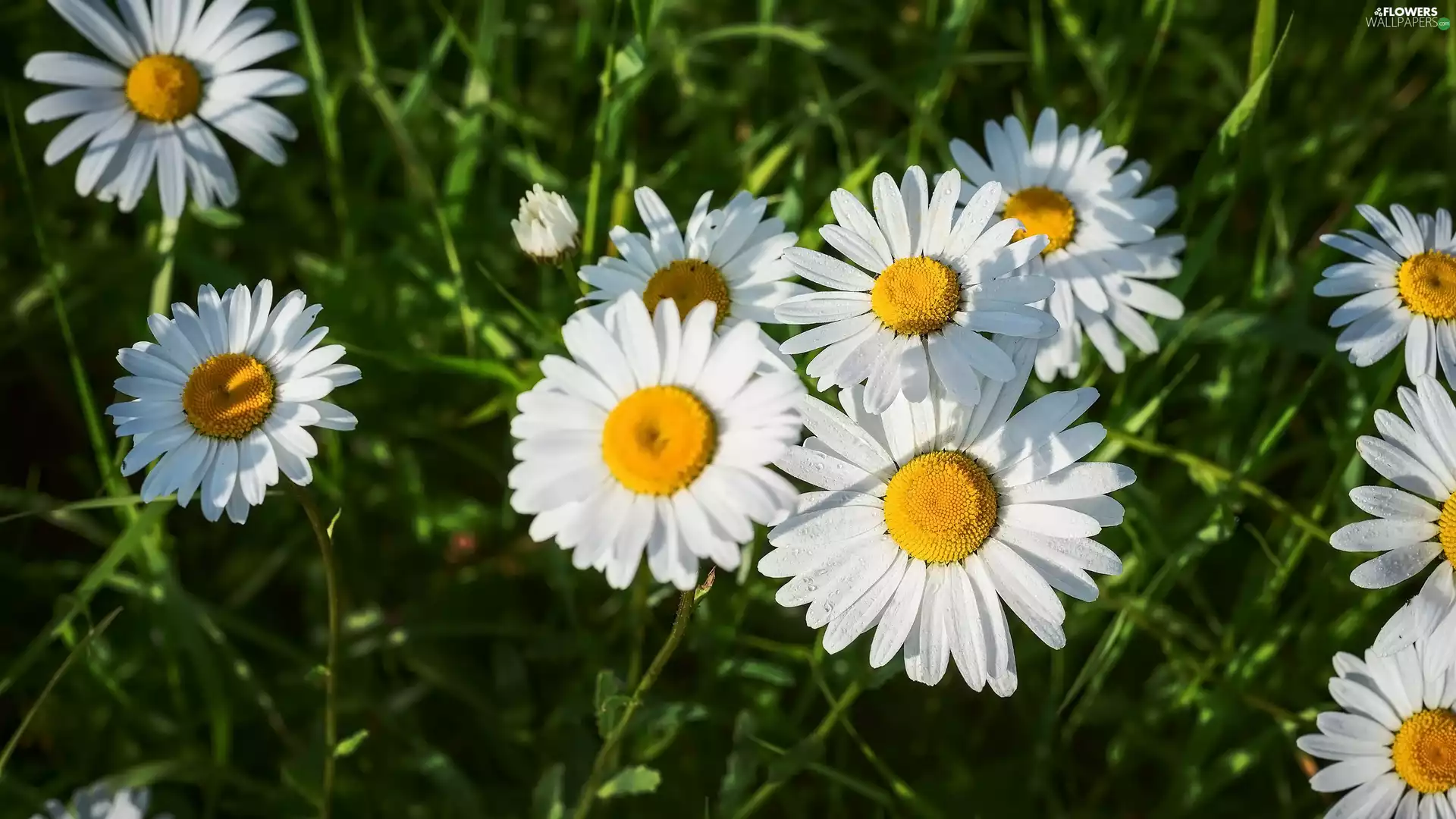 camomiles, Flowers, illuminated