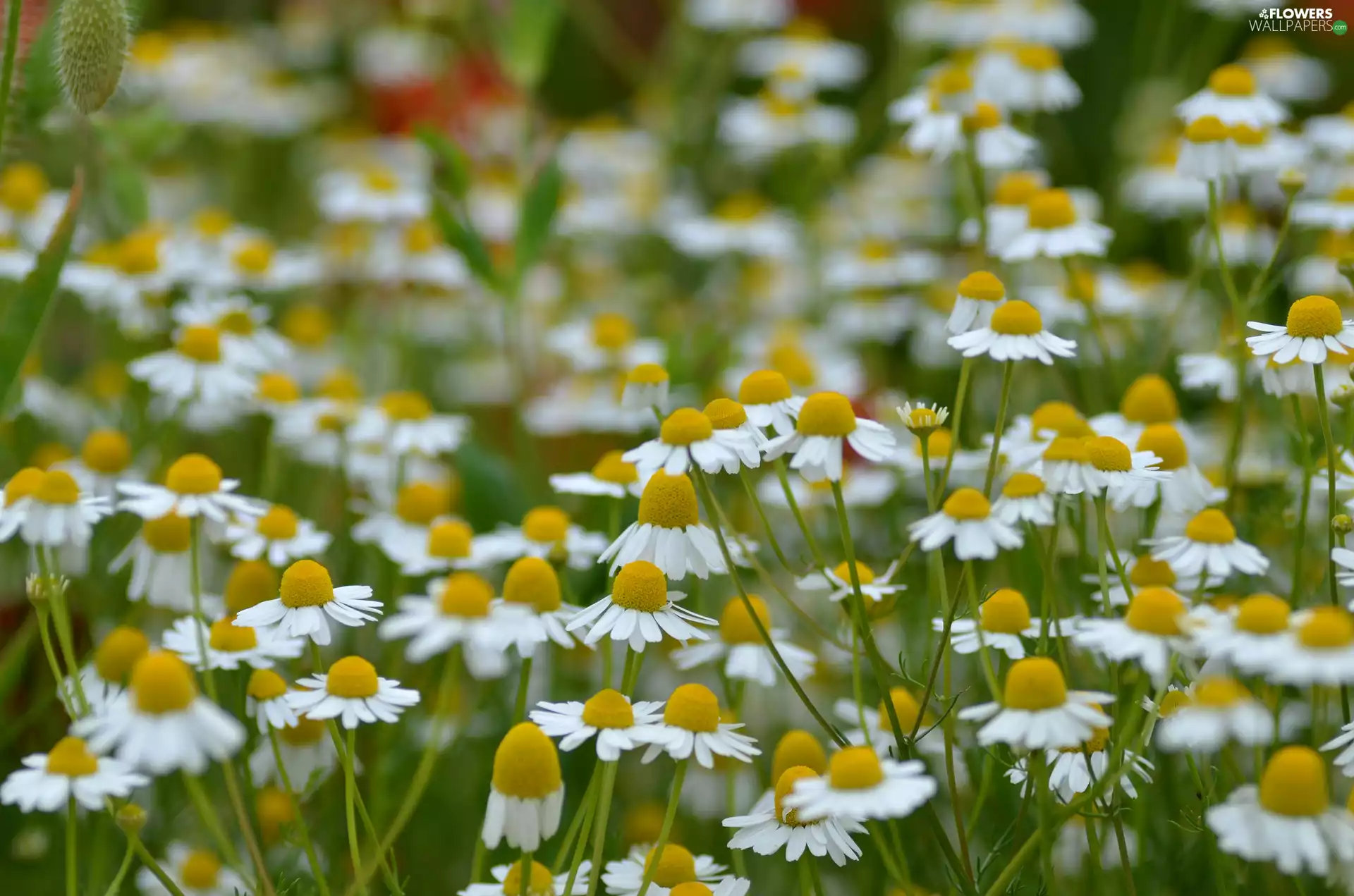 camomiles, Flowers, Meadow