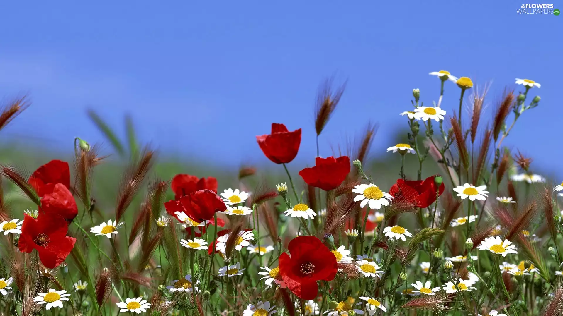 camomiles, Meadow, papavers