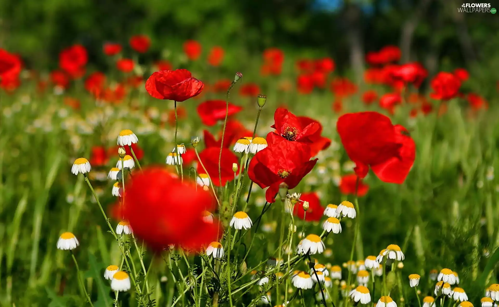 camomiles, Red, papavers