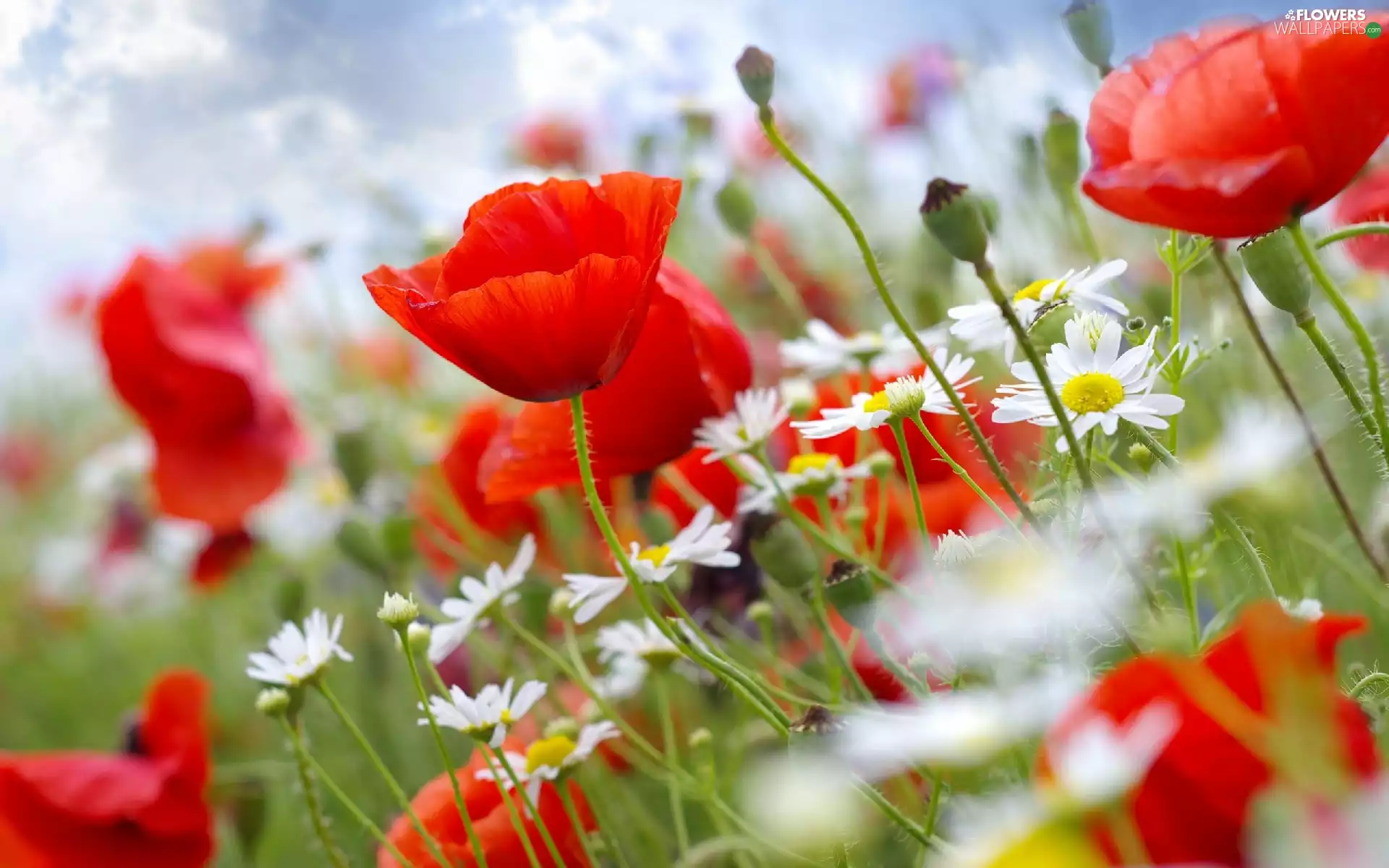 camomiles, Red, papavers