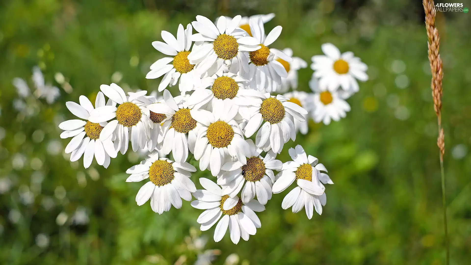 camomiles, rapprochement