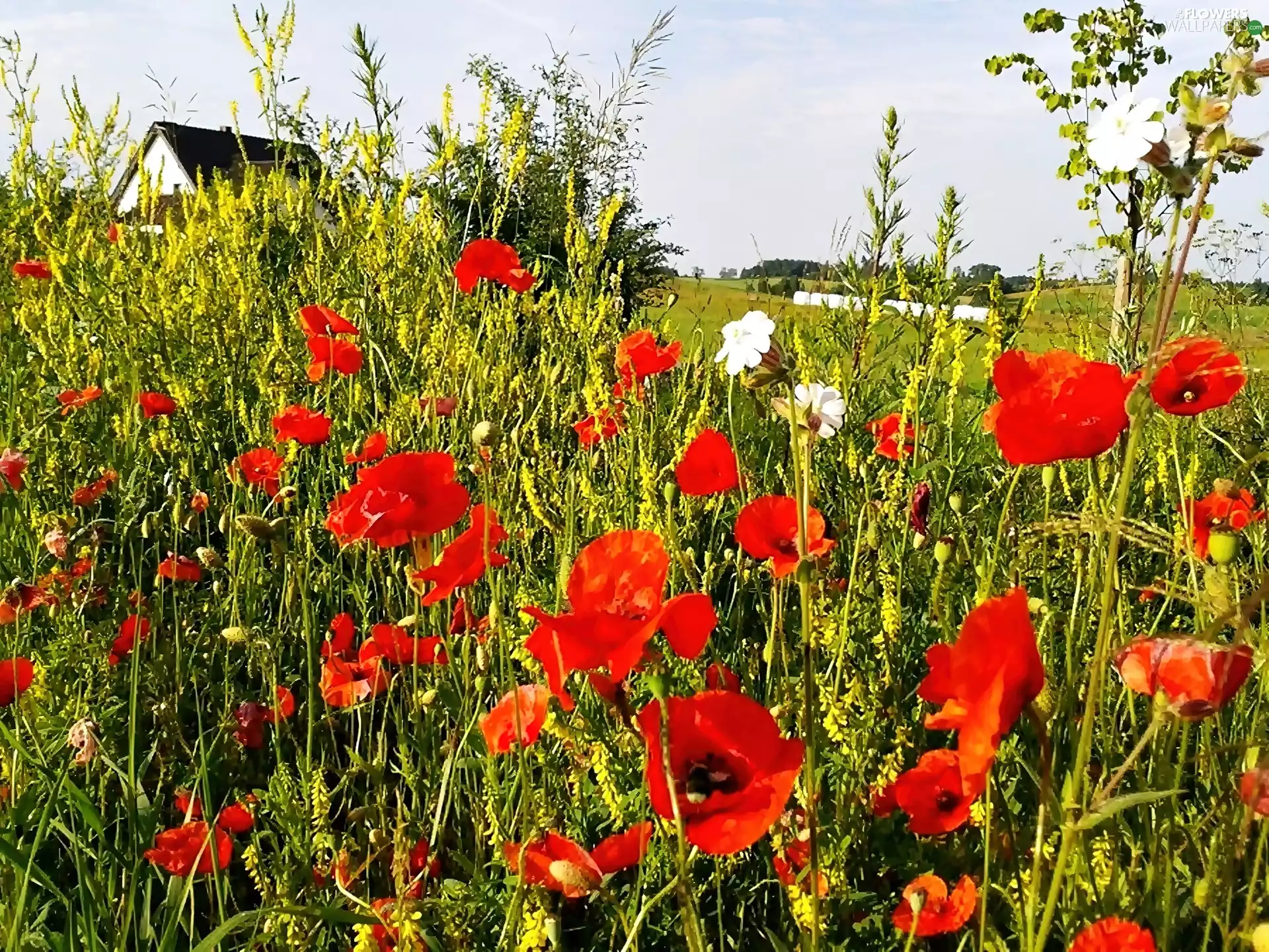 White, camomiles, Red, papavers, Meadow