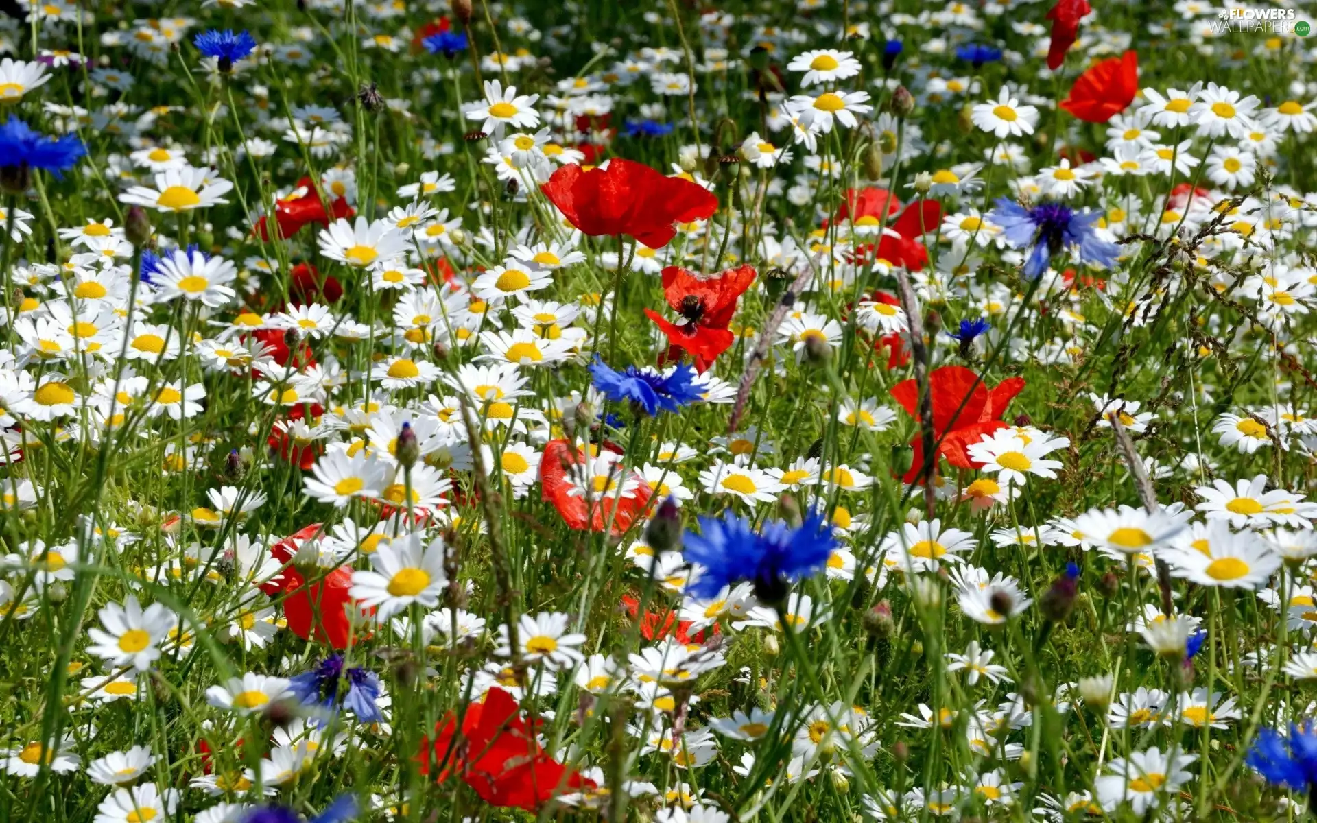 Flowers, Meadow, cornflowers, camomiles, papavers, Wildflowers